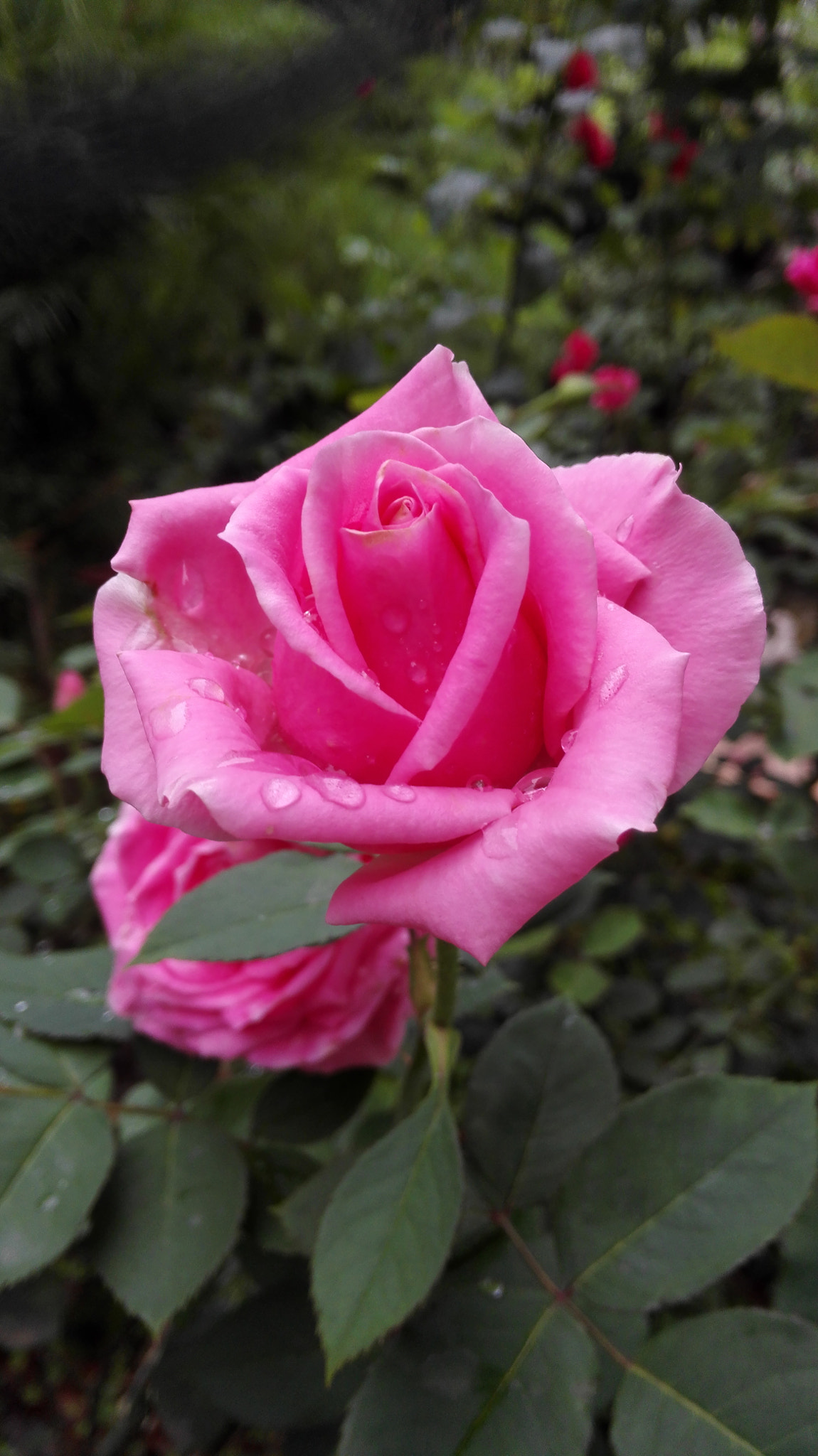 HUAWEI H60-L01 sample photo