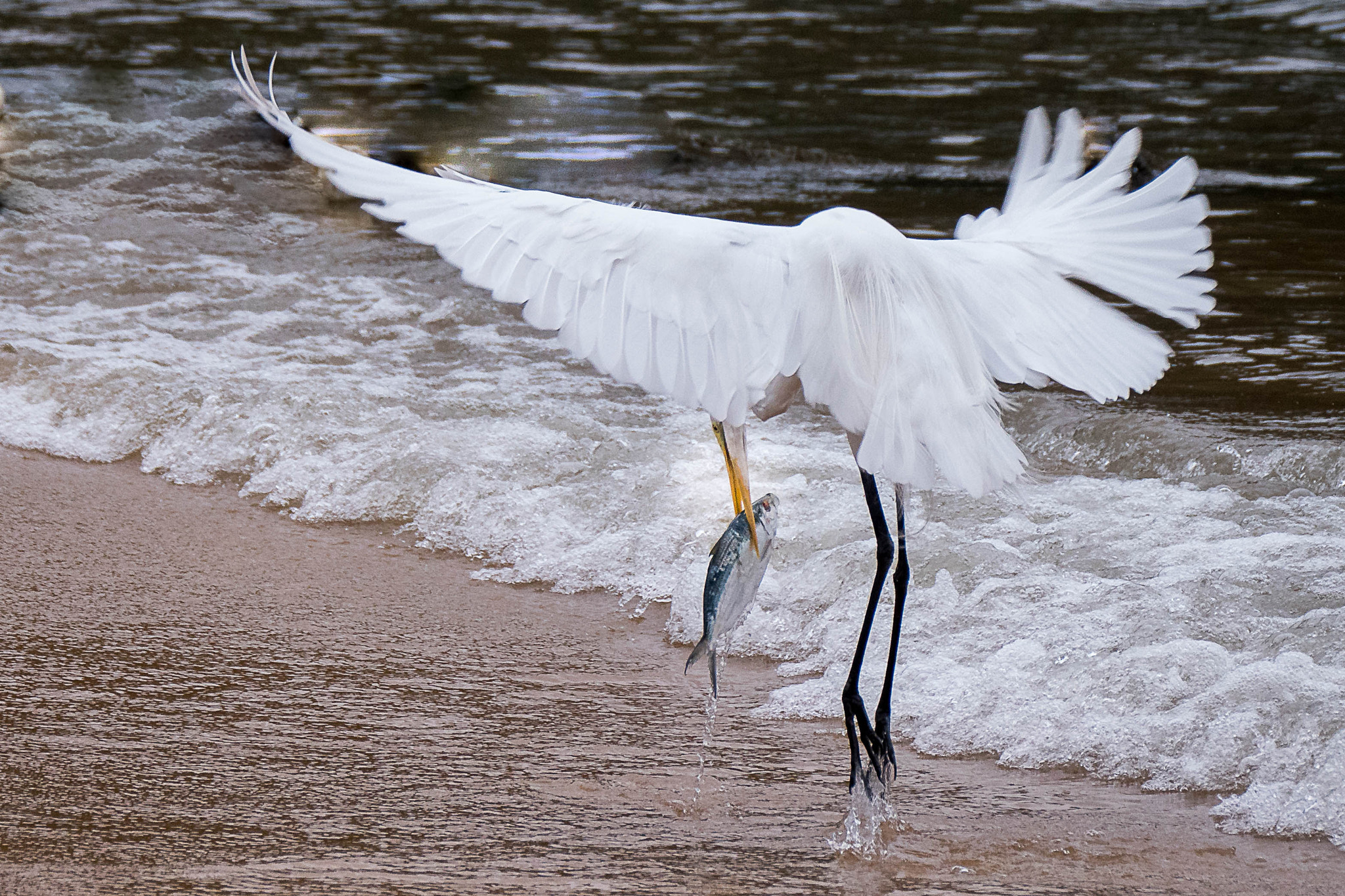 Panasonic Lumix DMC-GX8 + LEICA DG 100-400/F4.0-6.3 sample photo. Great egret catching dinner photography