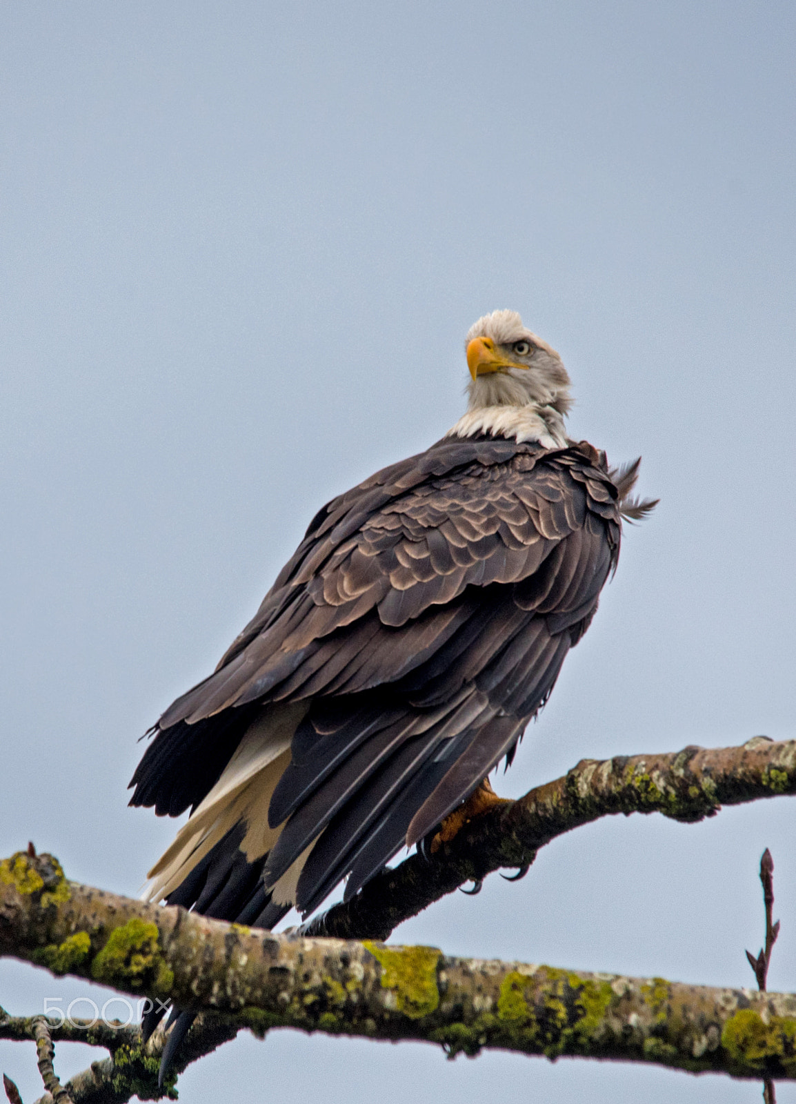 Nikon D750 sample photo. Bald eagle photography