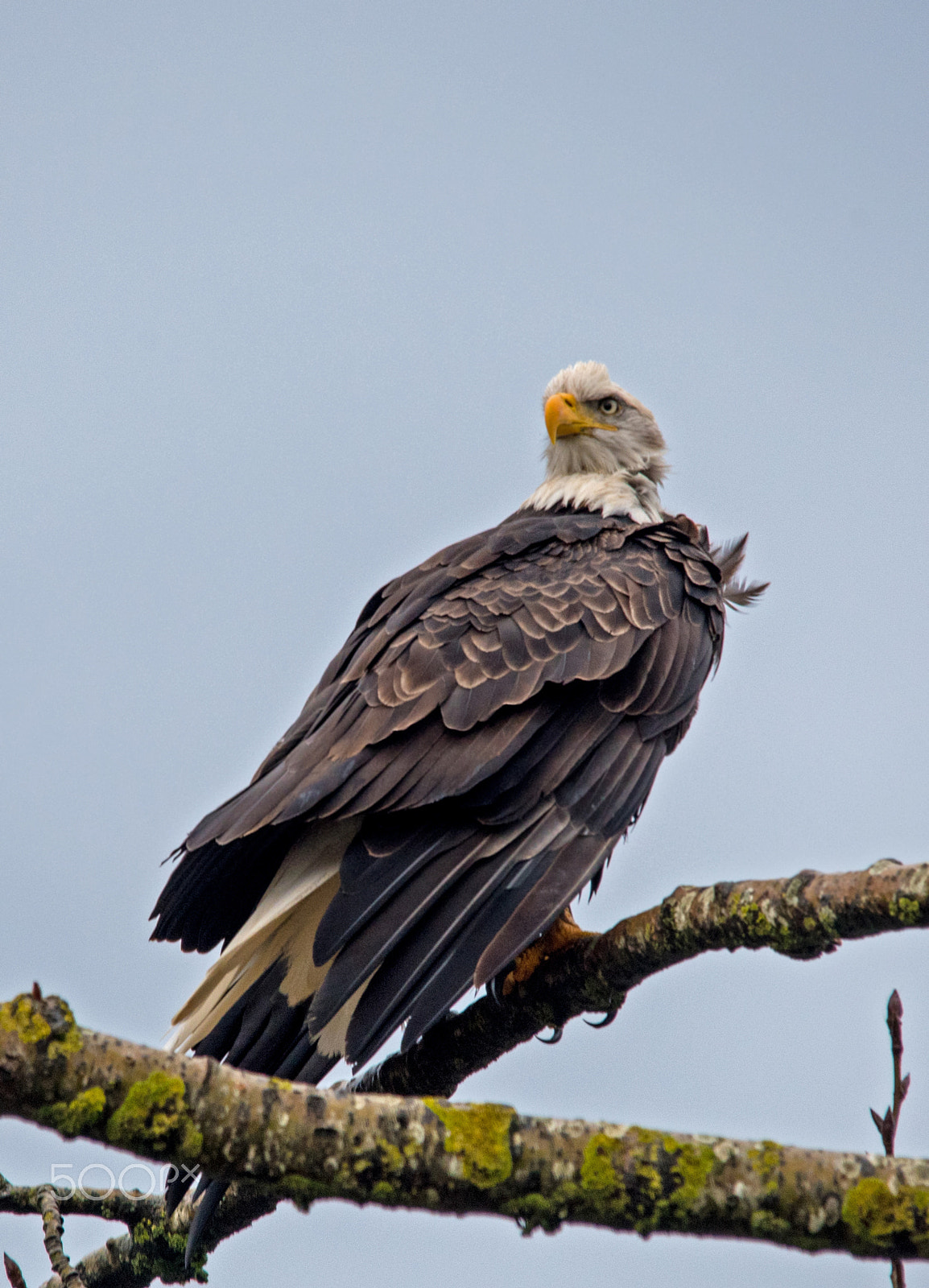 Sigma 150-500mm F5-6.3 DG OS HSM sample photo. Bald eagle photography