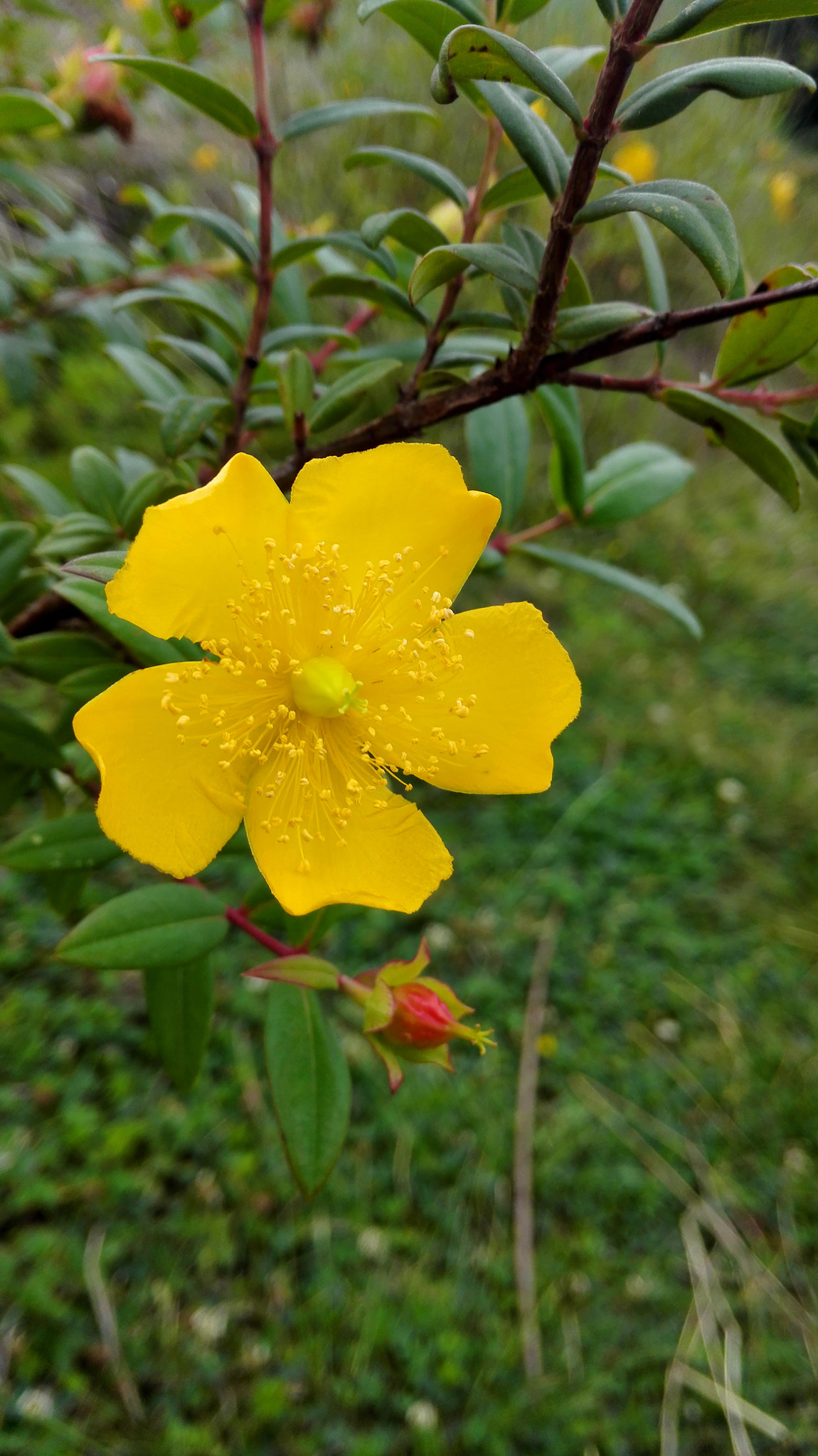 HUAWEI H60-L01 sample photo