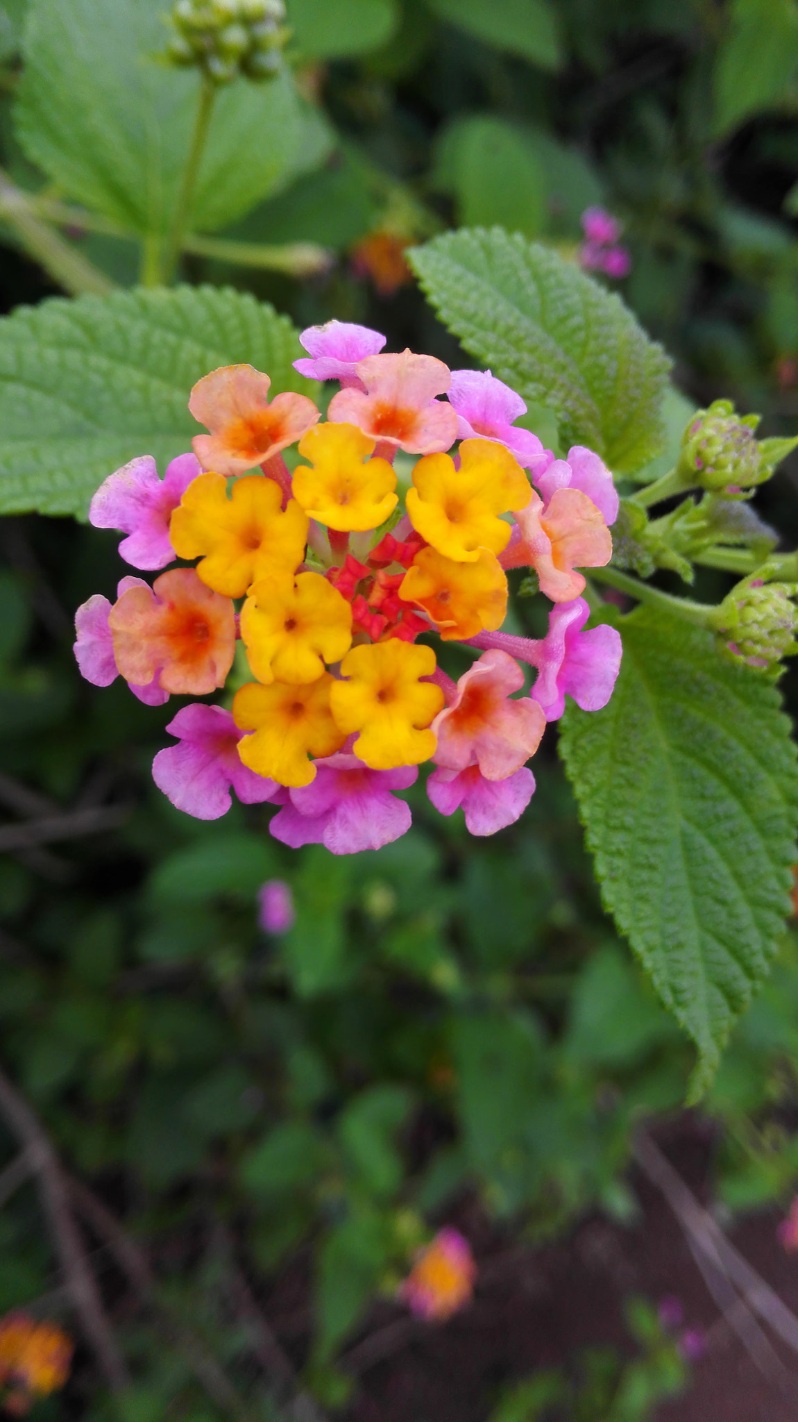 HUAWEI H60-L01 sample photo