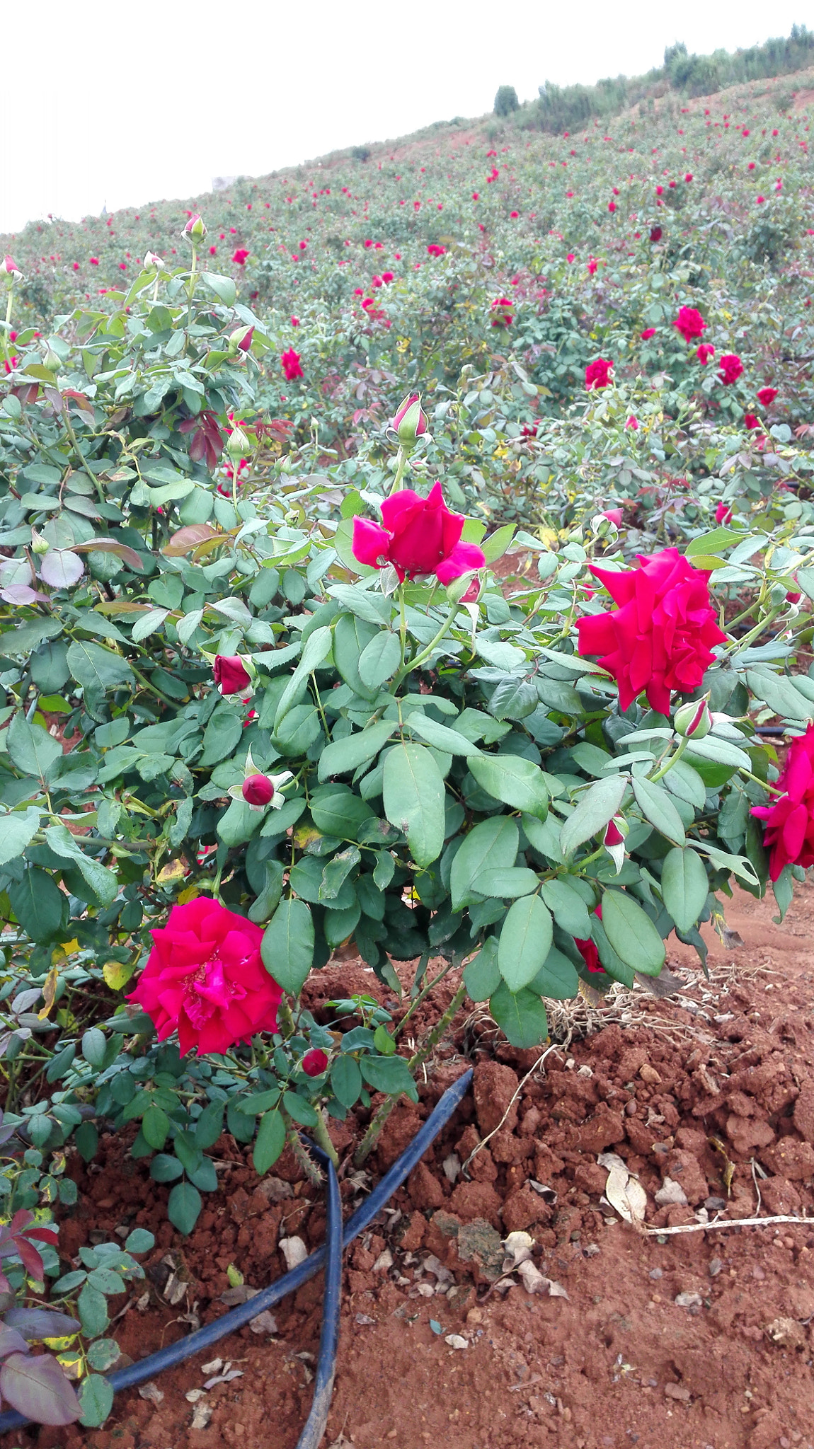 HUAWEI H60-L01 sample photo
