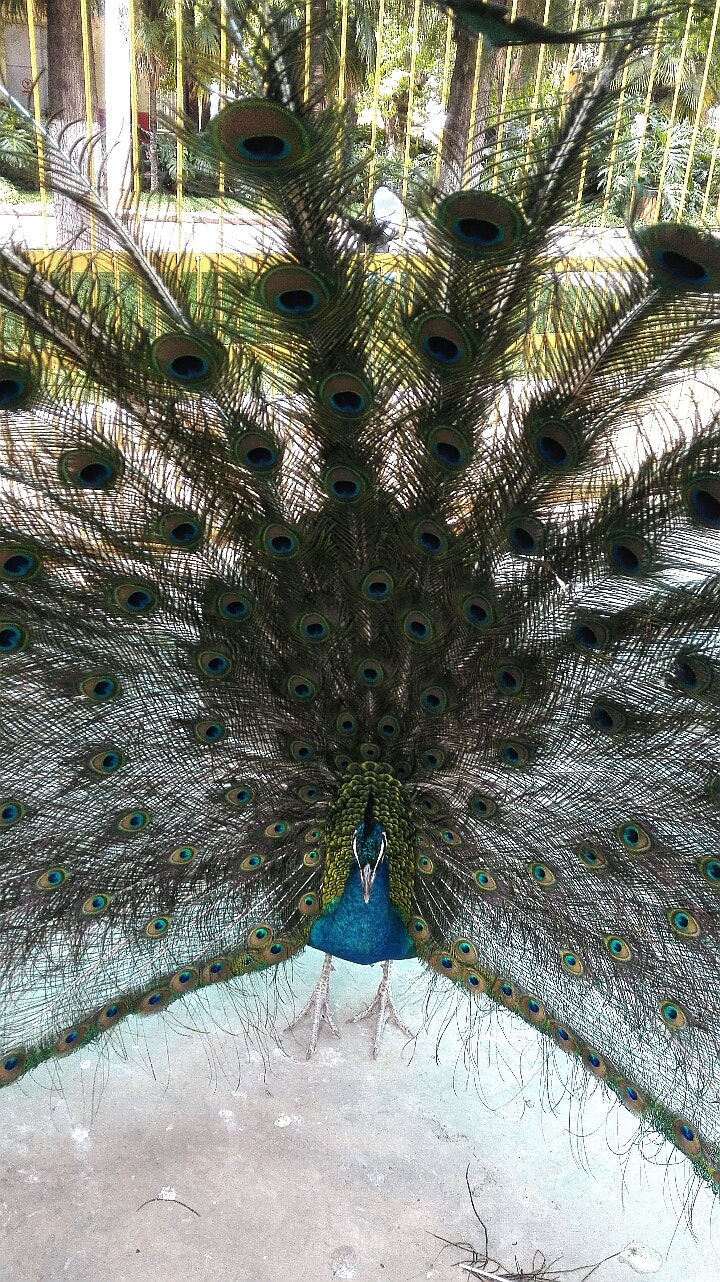 HUAWEI H60-L01 sample photo