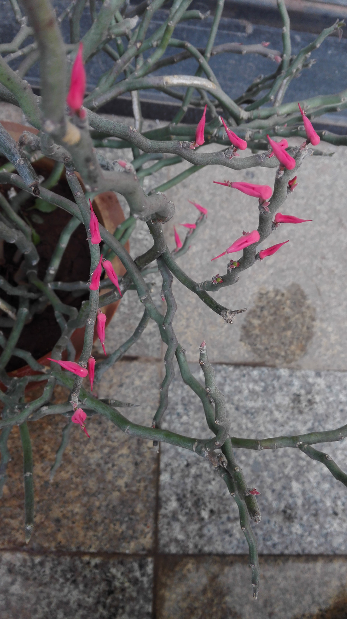 HUAWEI H60-L01 sample photo