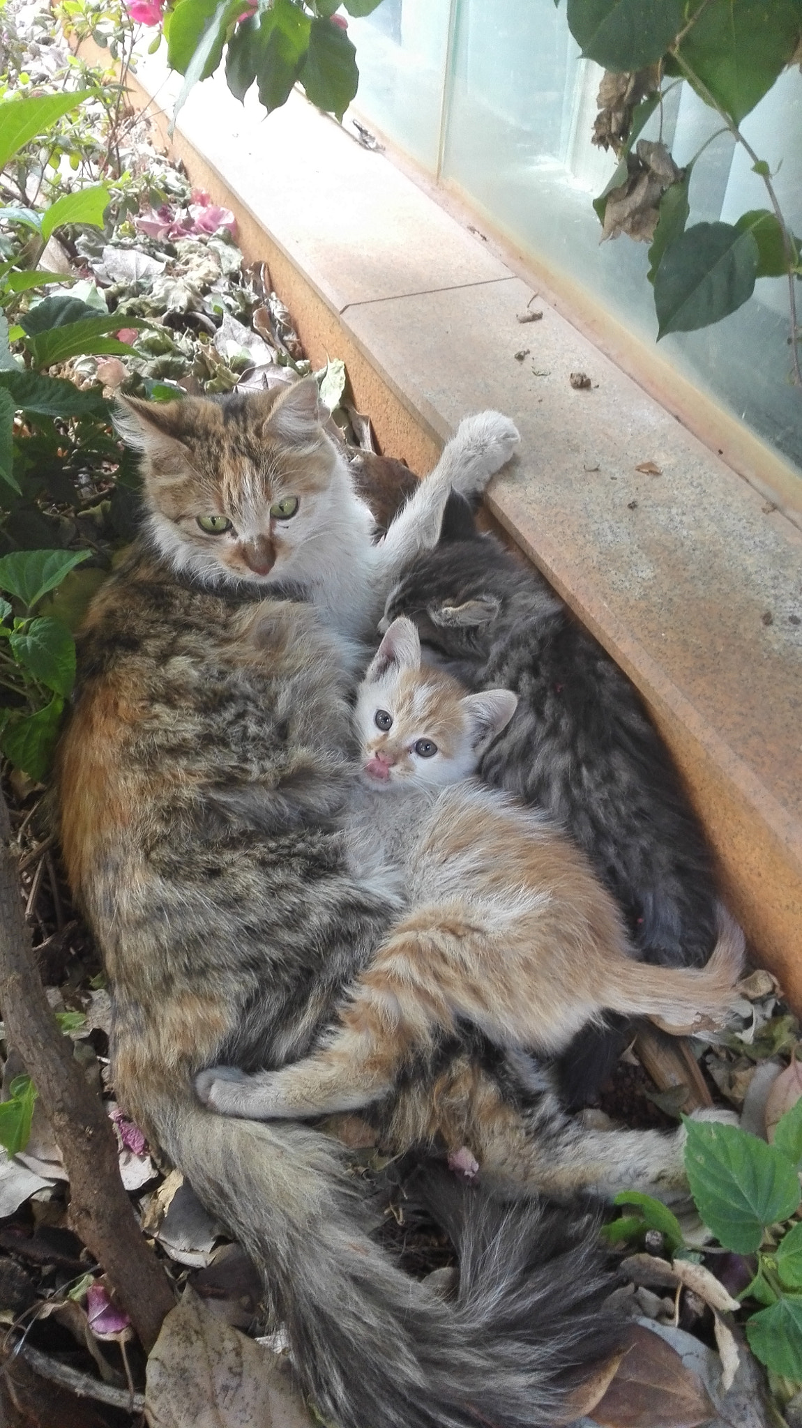 HUAWEI H60-L01 sample photo