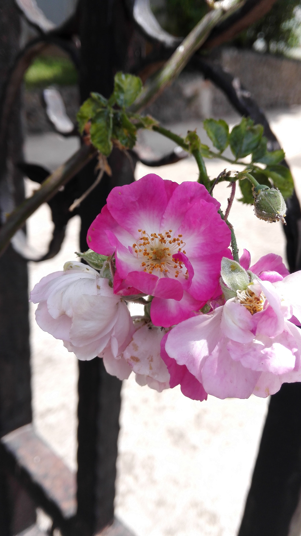 HUAWEI H60-L01 sample photo