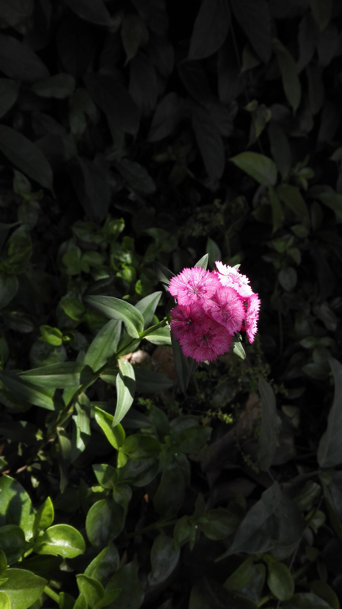 HUAWEI H60-L01 sample photo