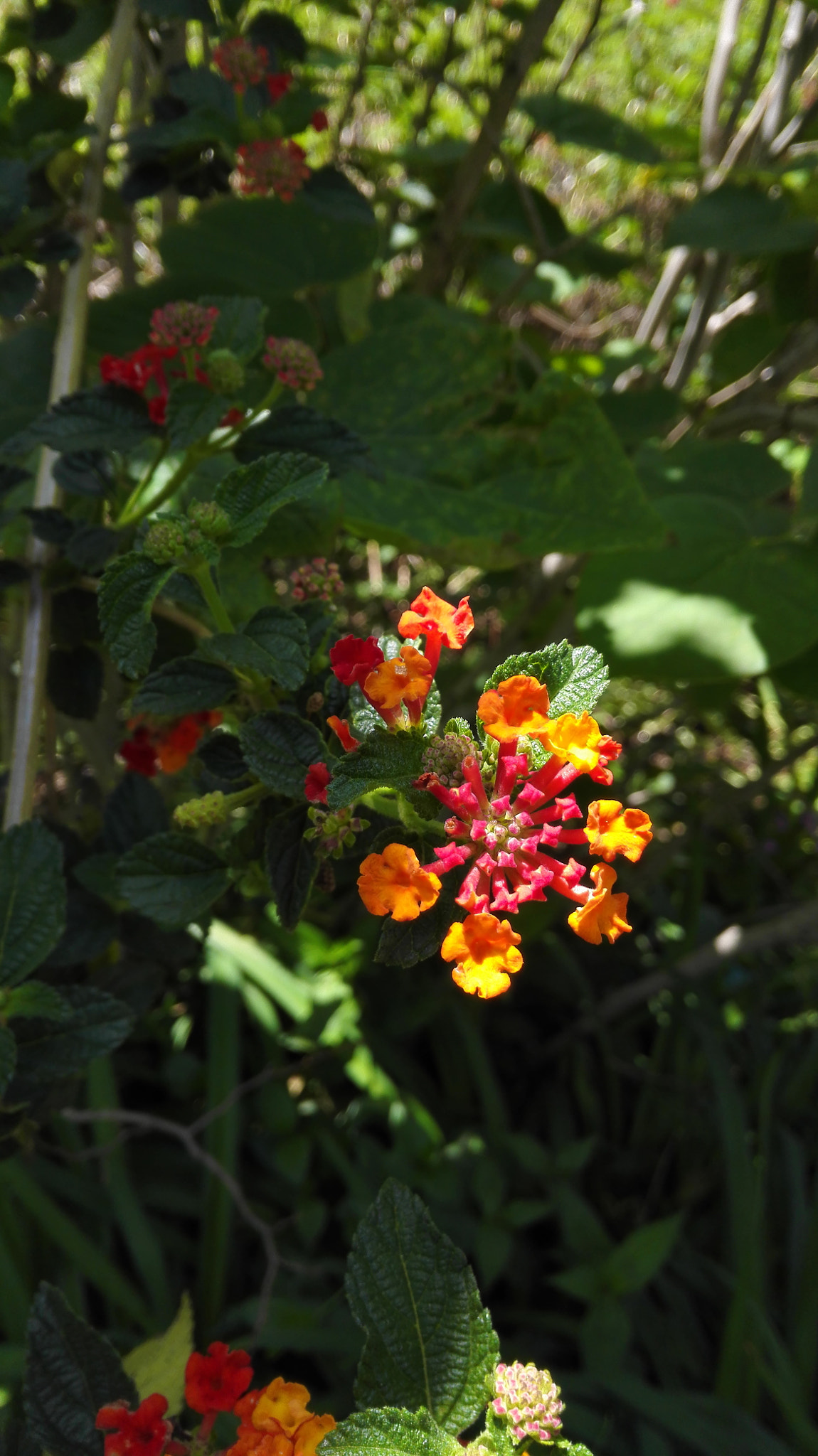HUAWEI H60-L01 sample photo