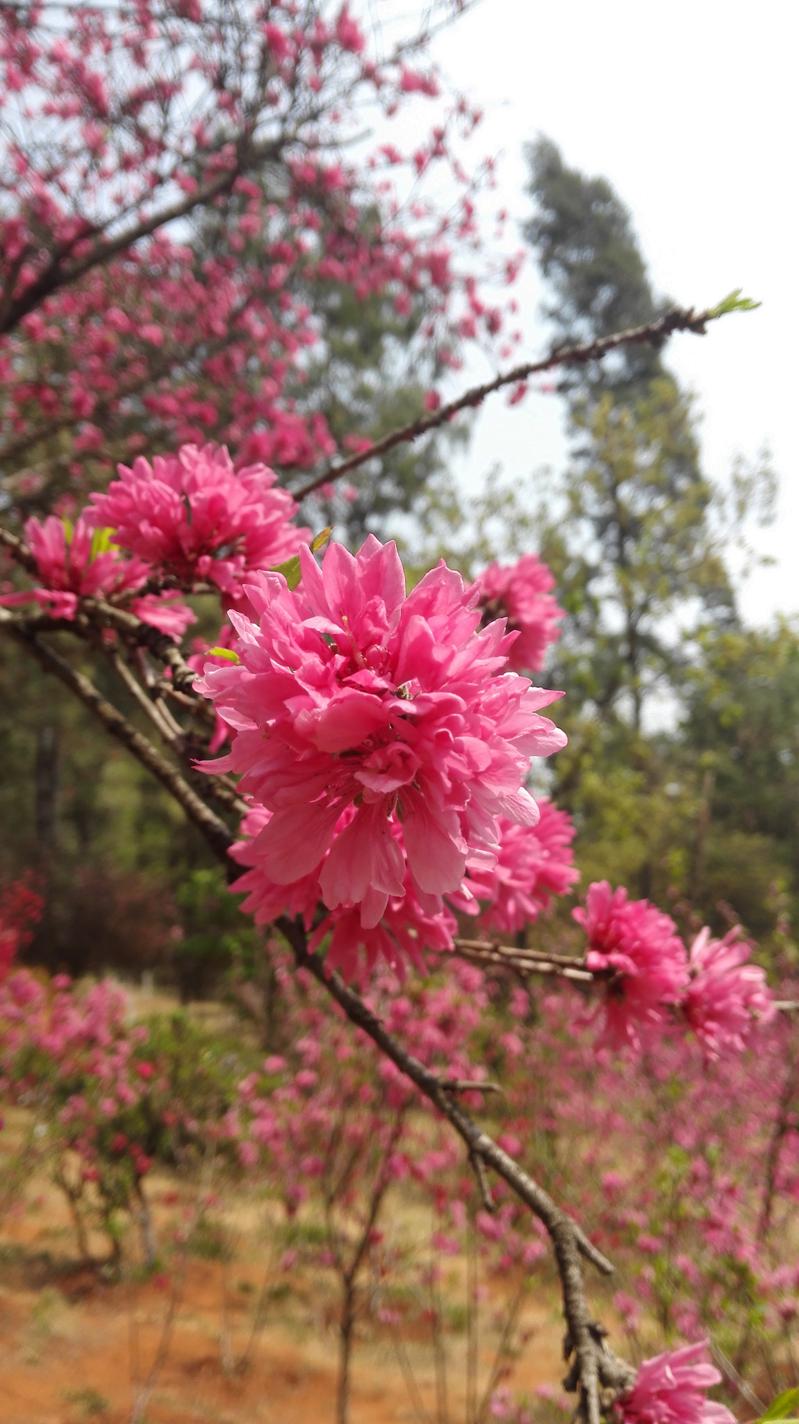 HUAWEI H60-L01 sample photo