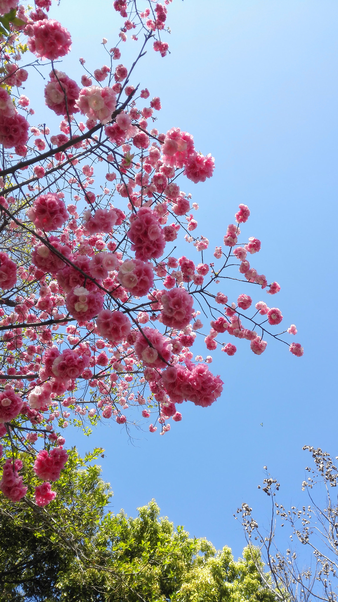 HUAWEI H60-L01 sample photo