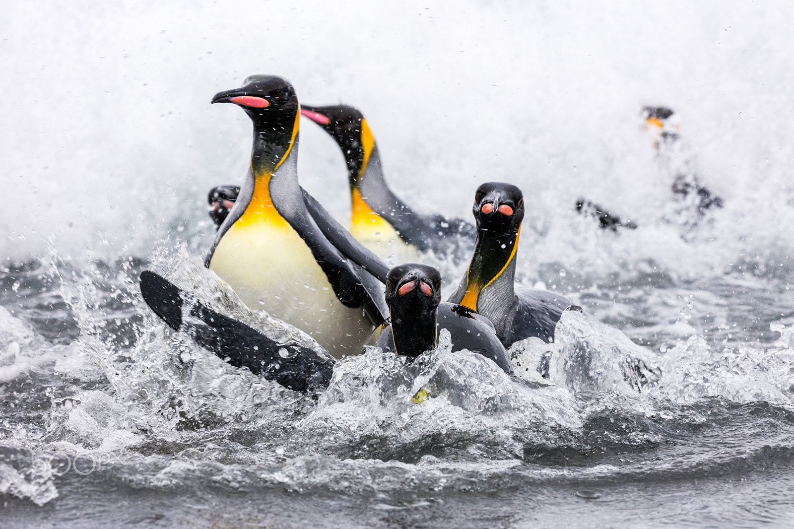 Canon EOS 5DS sample photo. Fleeing the water photography