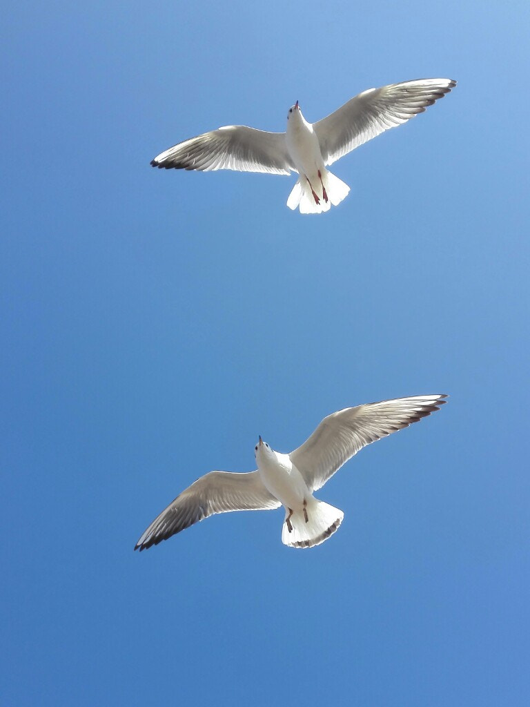 HUAWEI H60-L01 sample photo