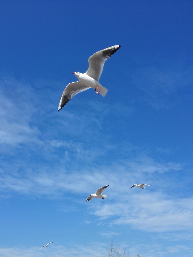HUAWEI H60-L01 sample photo