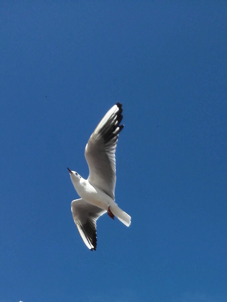 HUAWEI H60-L01 sample photo
