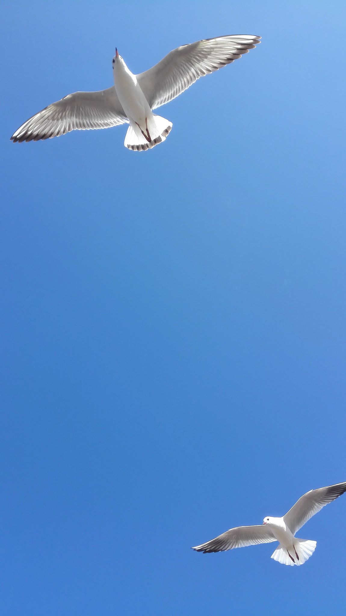 HUAWEI H60-L01 sample photo
