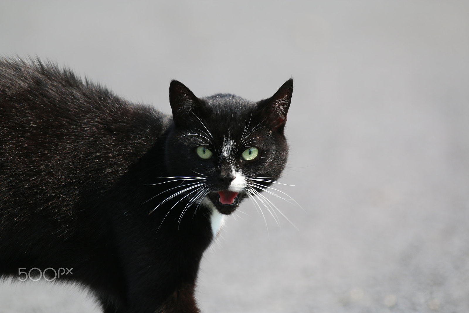 Sigma 150-600mm F5-6.3 DG OS HSM | C sample photo. Energisch .. photography