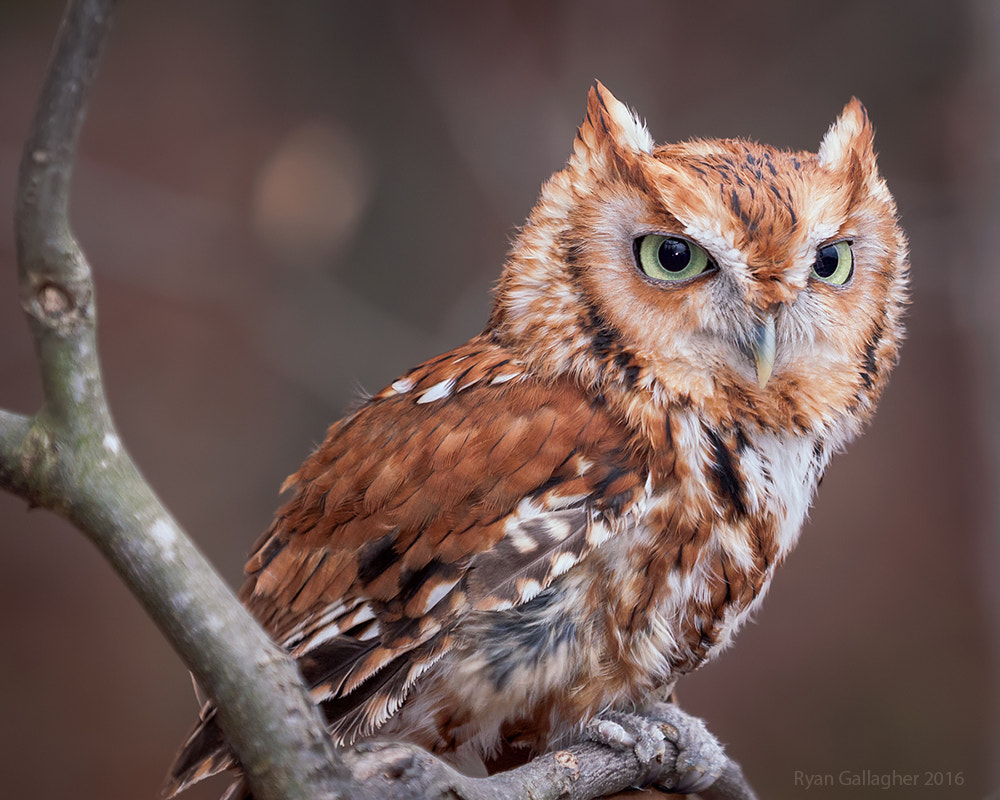 Canon EF 100-400mm F4.5-5.6L IS USM sample photo. Red eastern screech owl photography