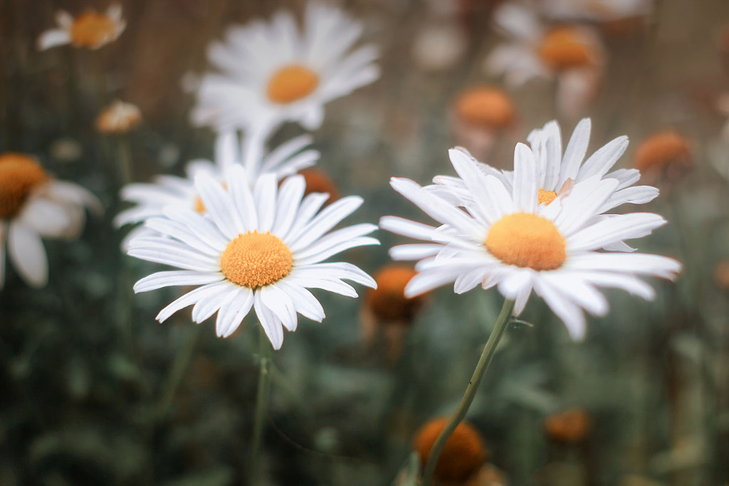 Daisies in the Wind by Saran Ak on 500px.com