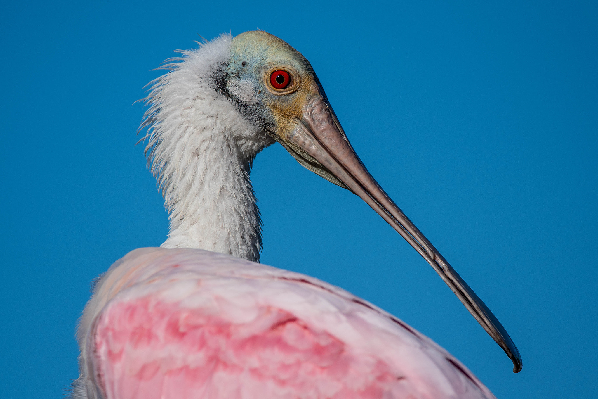Nikon D500 sample photo. Spoonbill portrait ii photography