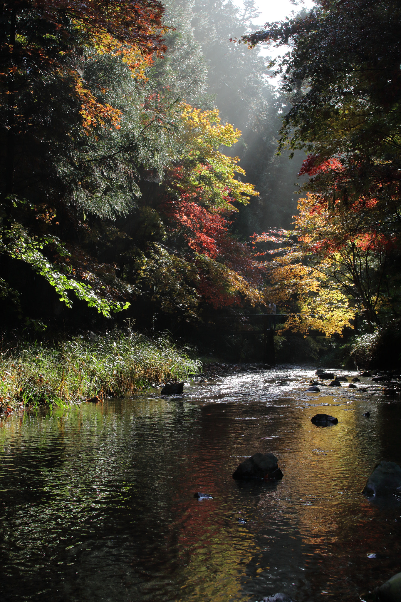 Canon EOS 7D Mark II sample photo. …秋の色。 photography