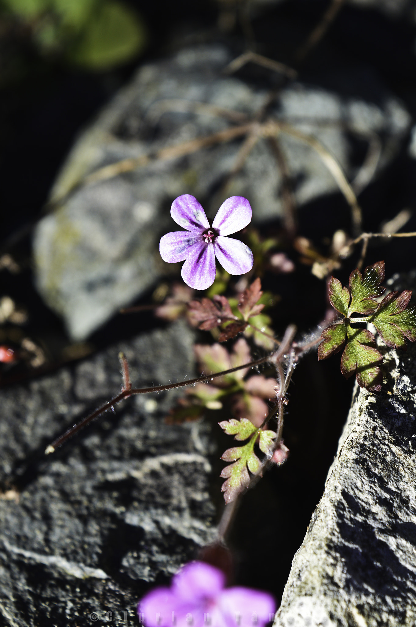 Nikon D3200 sample photo. Purple wildflower photography
