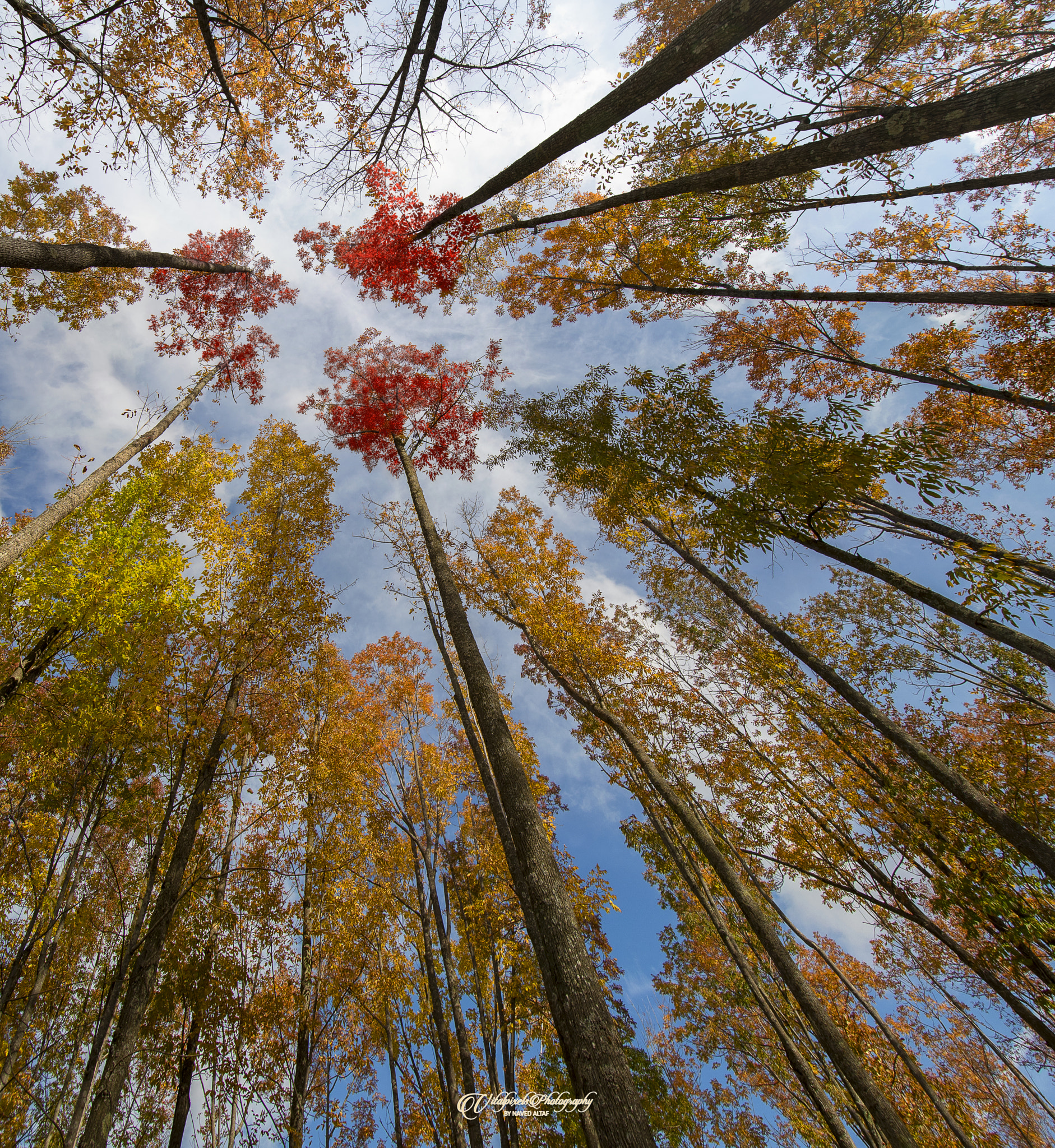Nikon D500 sample photo. Autumn colors! photography