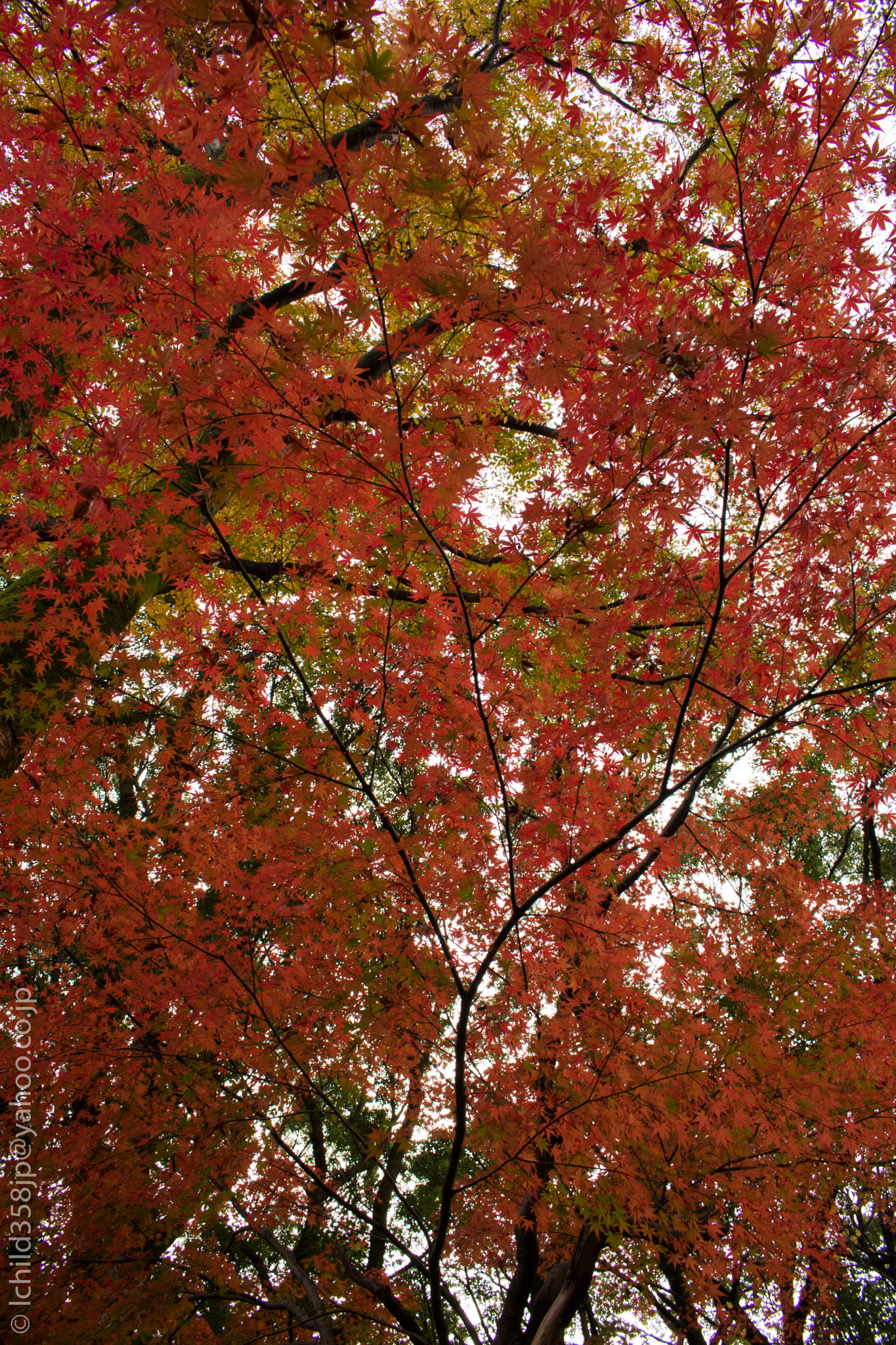 Canon EOS 760D (EOS Rebel T6s / EOS 8000D) sample photo. Red momiji on the way photography