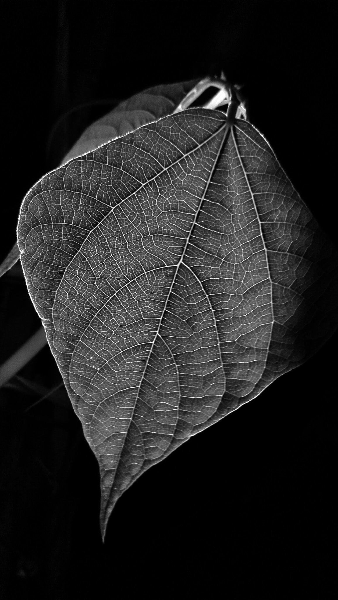 Xiaomi MI3 sample photo. 叶脉(leaf vein) photography