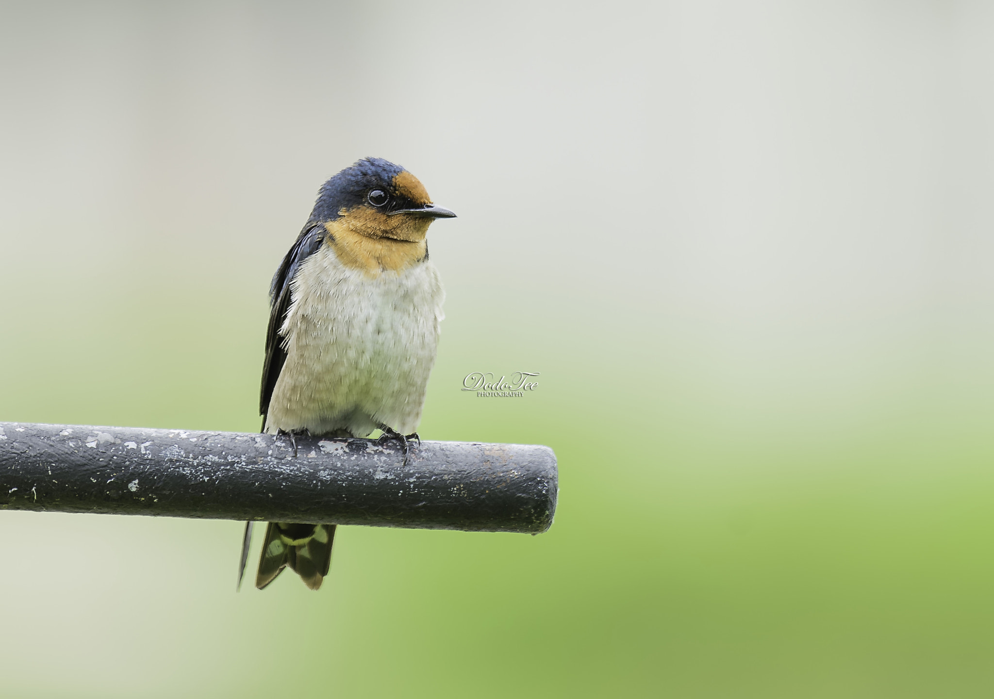 Sony 70-400mm F4-5.6 G SSM II sample photo