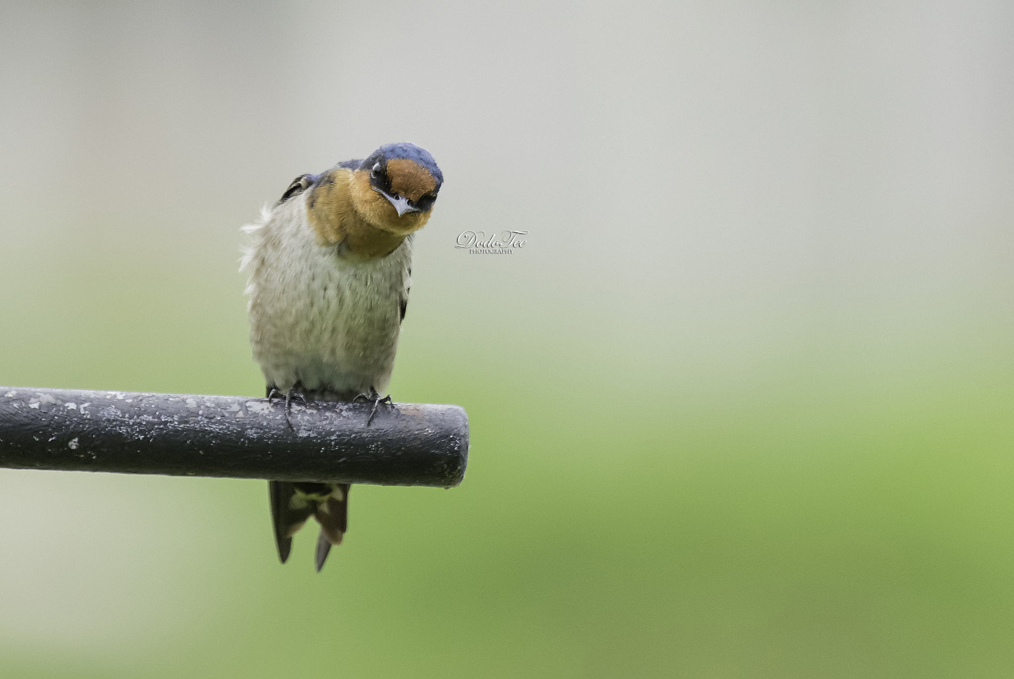 Sony 70-400mm F4-5.6 G SSM II sample photo