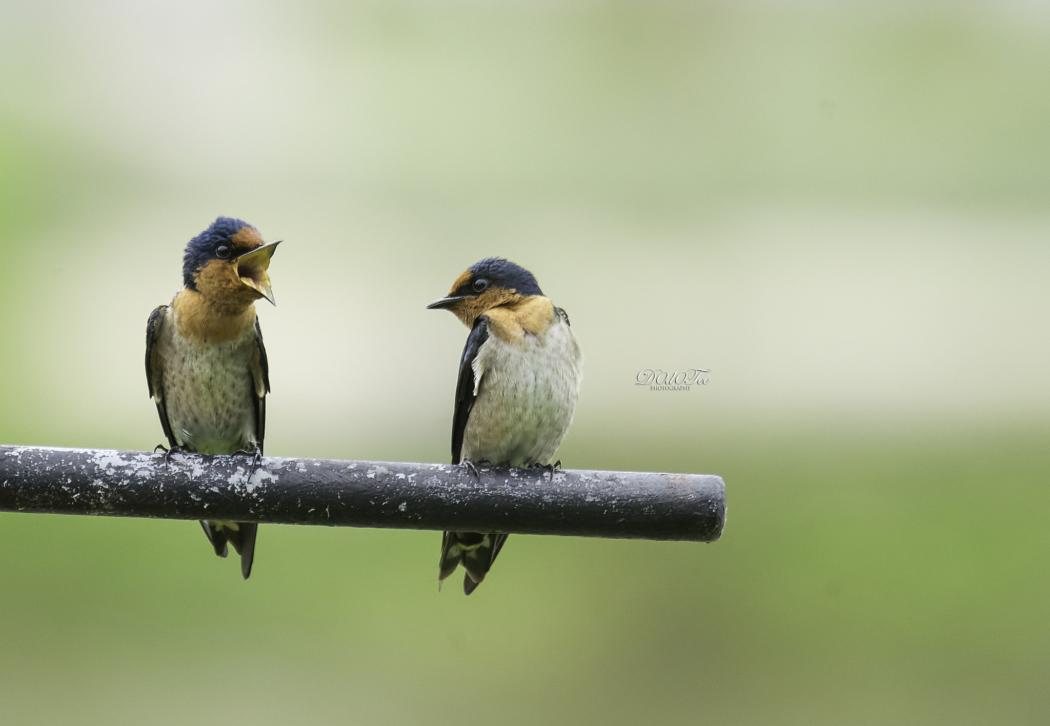 Sony 70-400mm F4-5.6 G SSM II sample photo