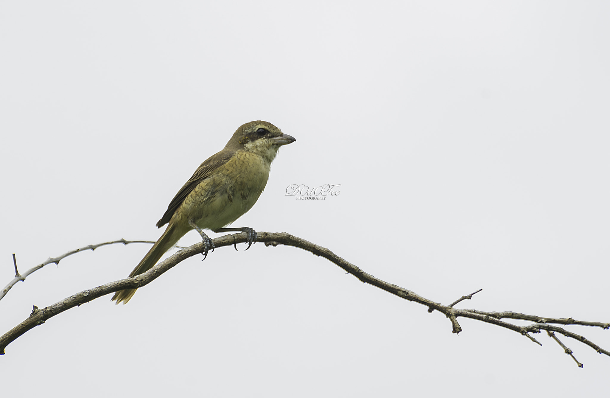 Sony 70-400mm F4-5.6 G SSM II sample photo
