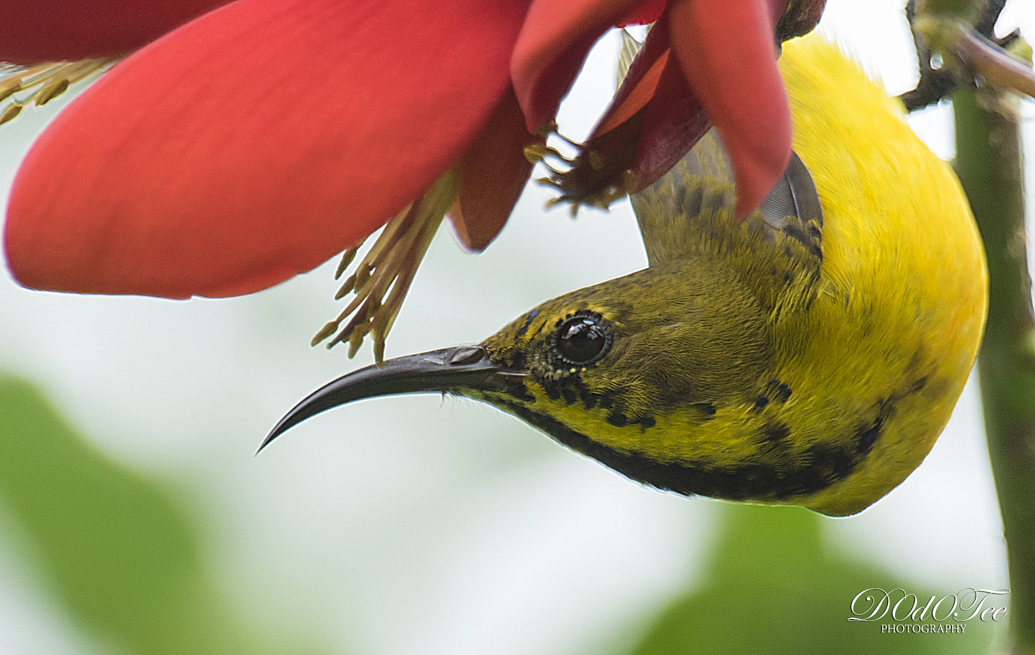 Sony a7 II + Sony 70-400mm F4-5.6 G SSM II sample photo