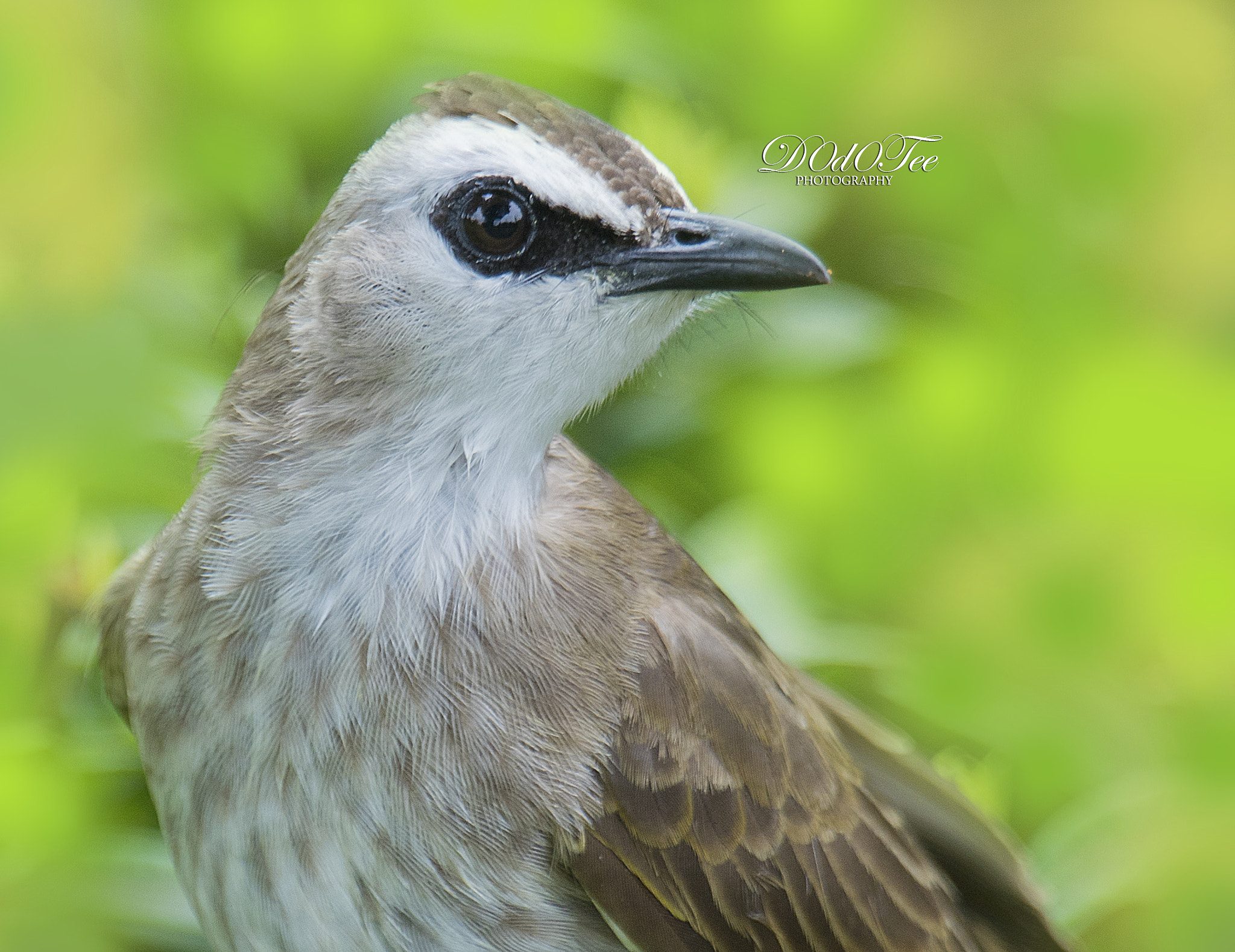 Sony 70-400mm F4-5.6 G SSM II sample photo