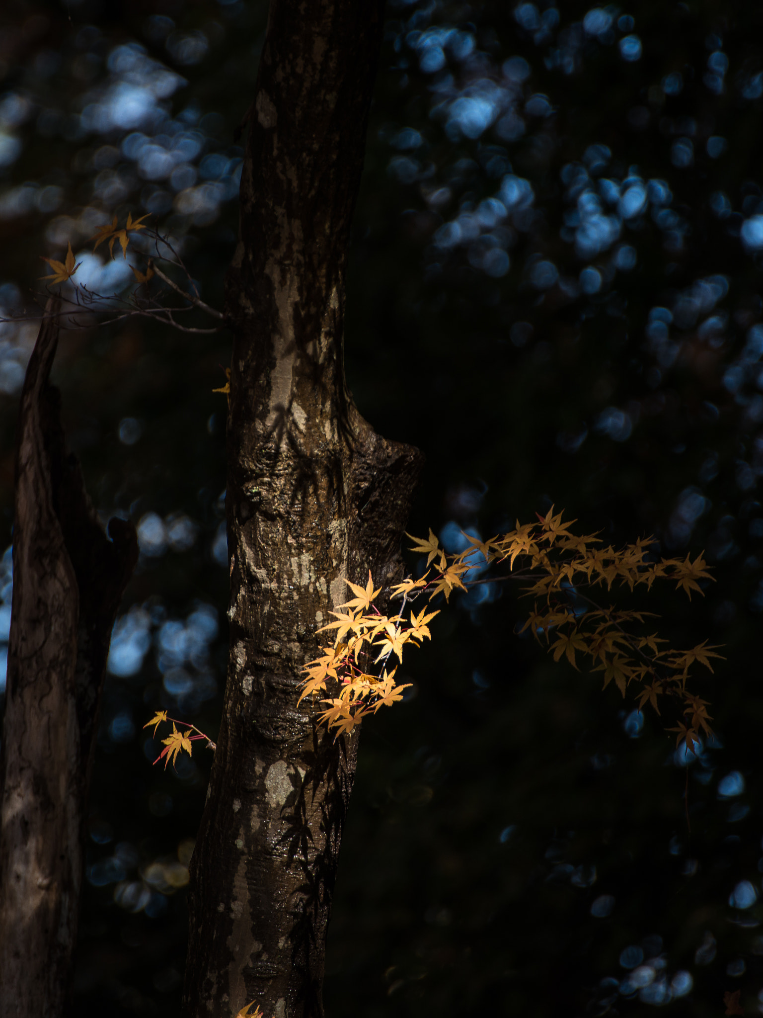 Nikon D800 sample photo. Light and shadow photography