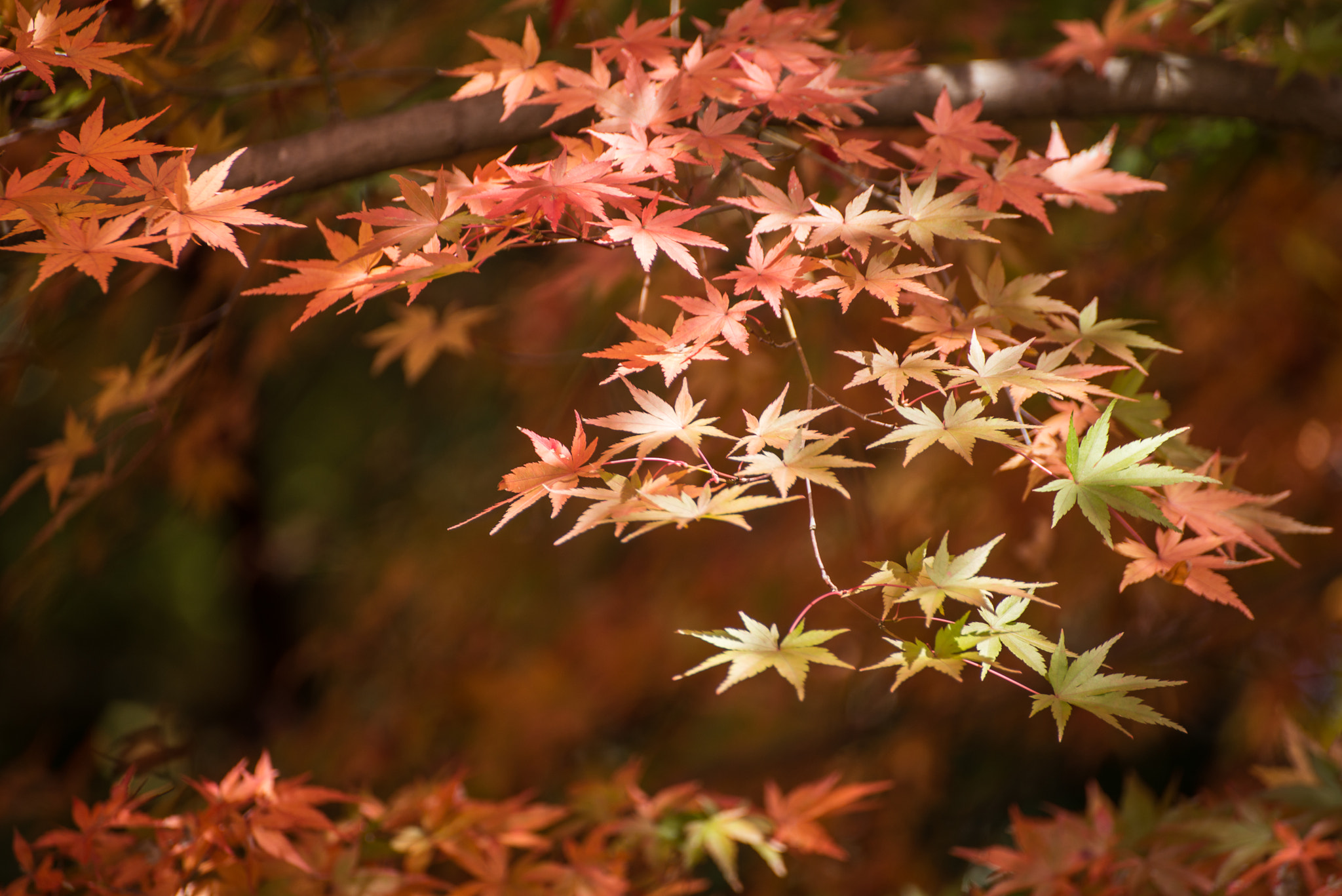 Nikon D800 sample photo. Autumn scenery photography
