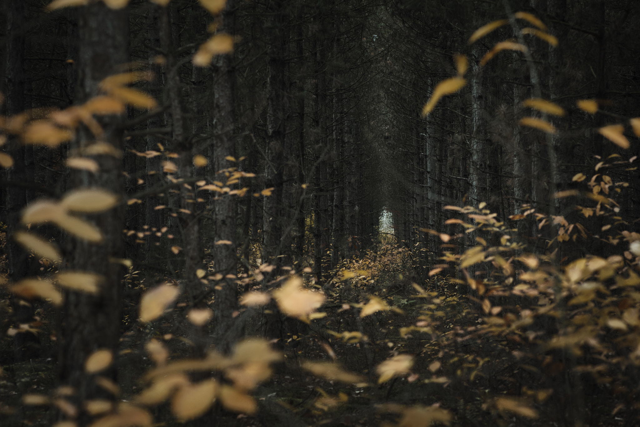 Tokina AT-X Pro 100mm F2.8 Macro sample photo. The fall  down photography