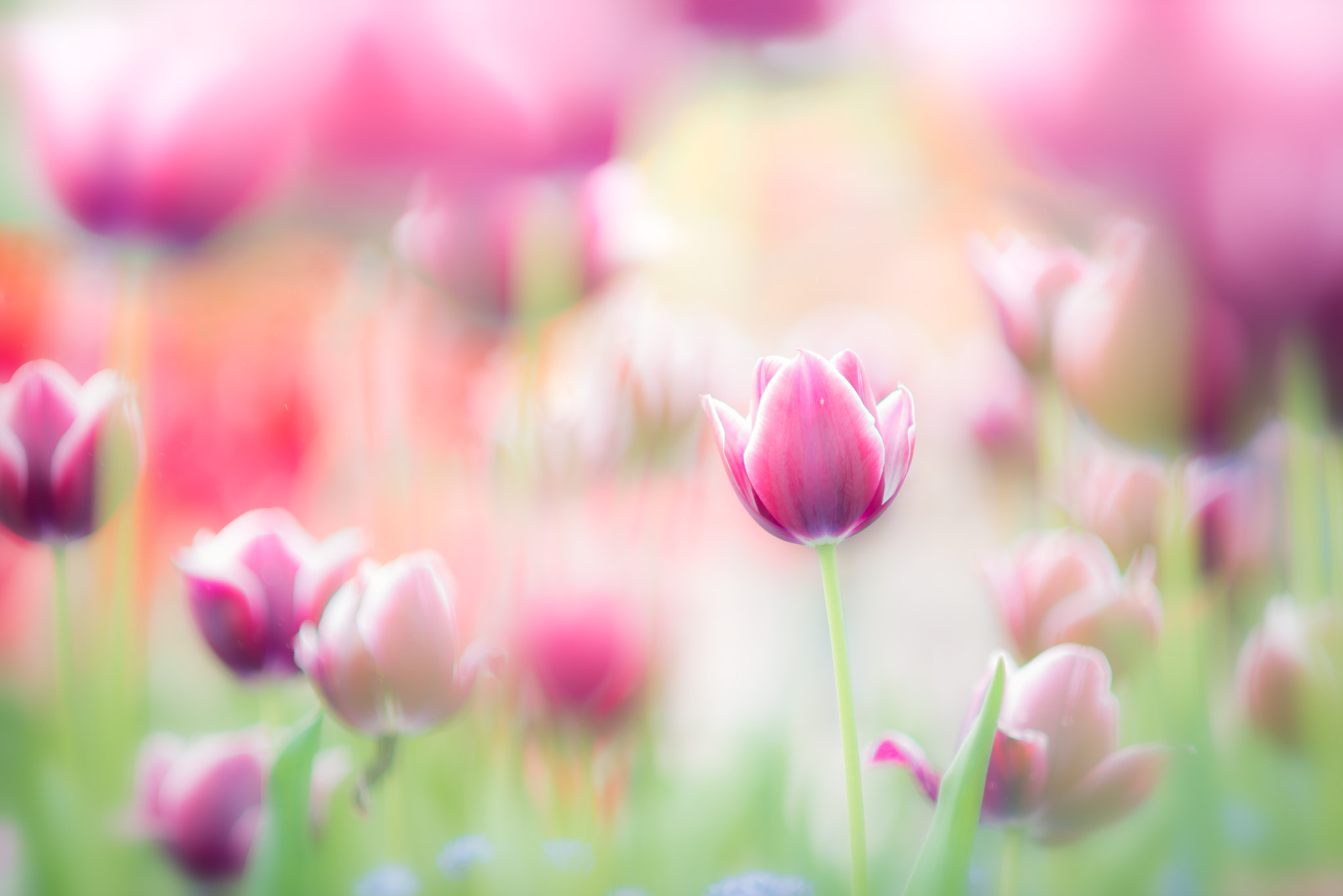 AF DC-Nikkor 135mm f/2D sample photo. Colorful photography