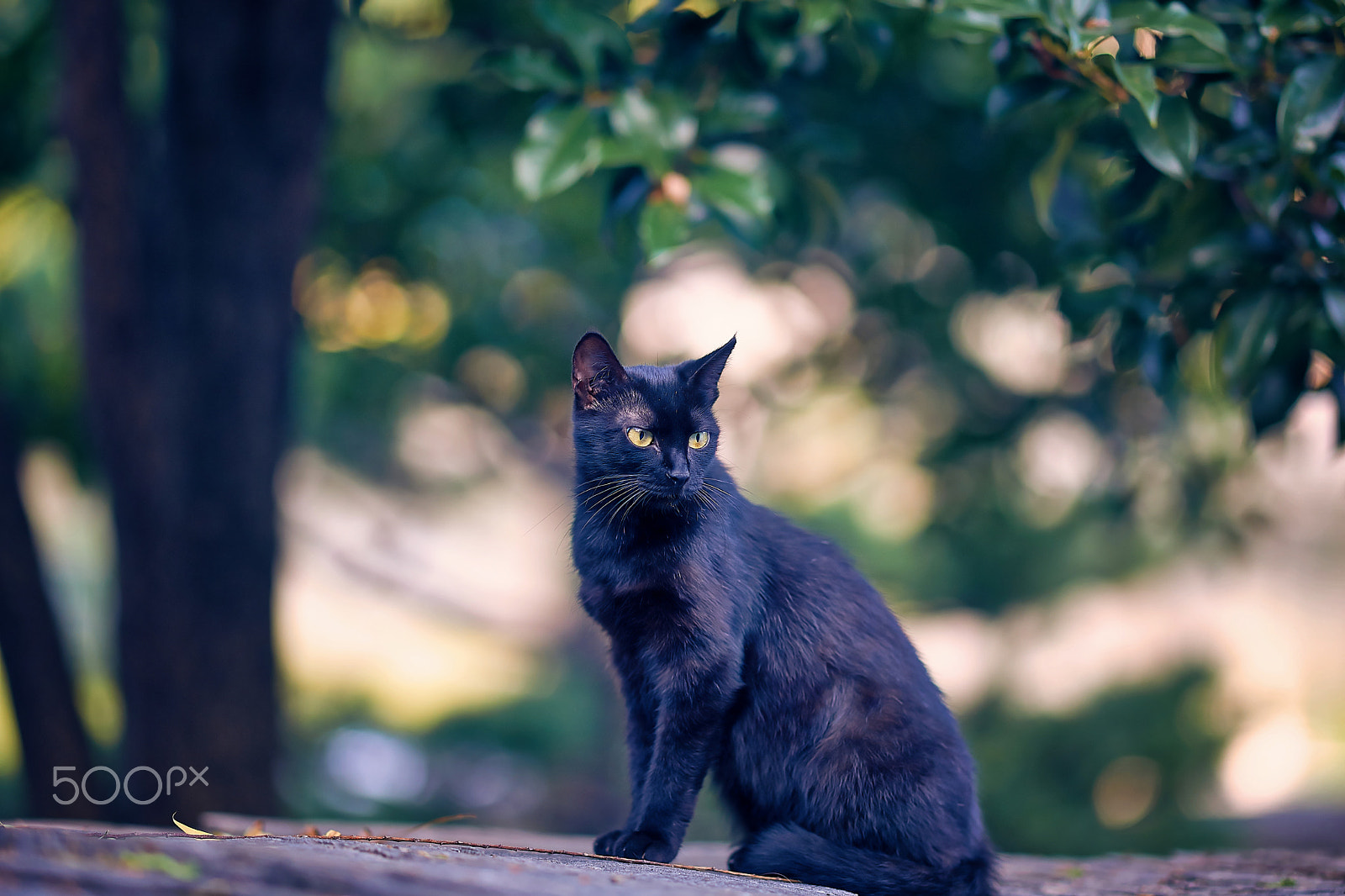 Sony Alpha a99 sample photo. Standing photography