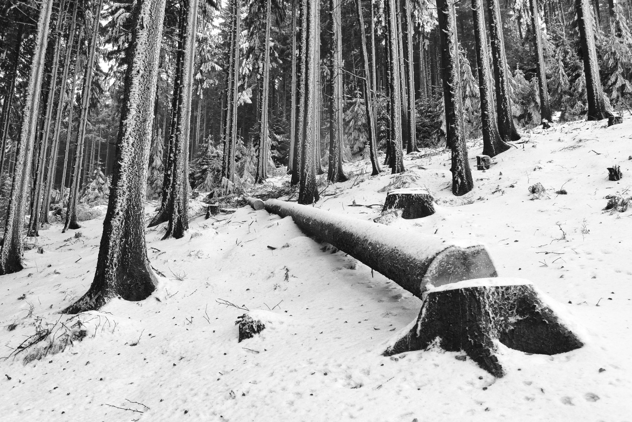 Nikon D800 sample photo. Fallen tree photography