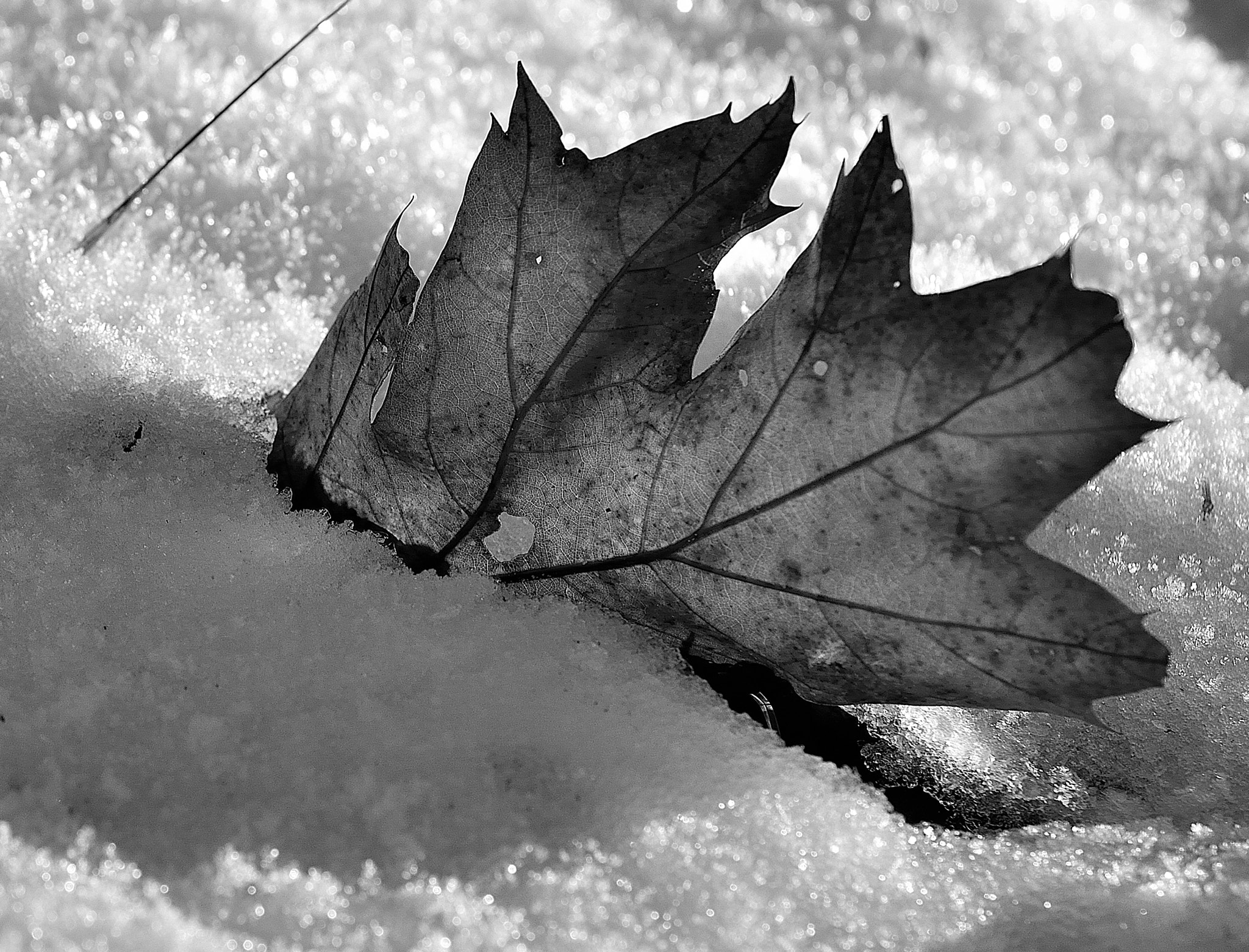 Nikon AF-S DX Micro Nikkor 40mm F2.8 sample photo. Leaf in the snow photography