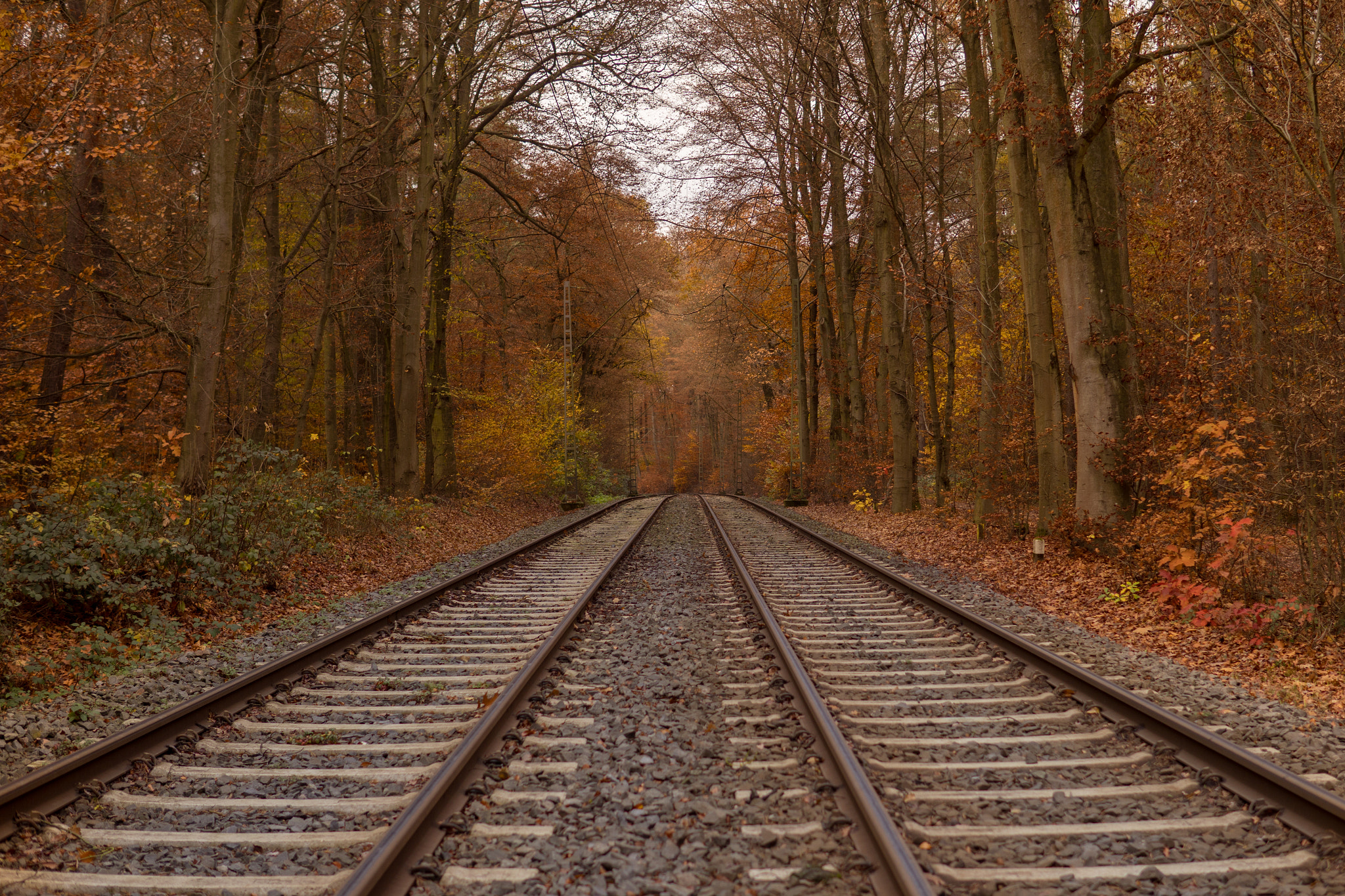 Sony a6300 + 30mm F1.4 DC DN | Contemporary 016 sample photo. Forest rail photography
