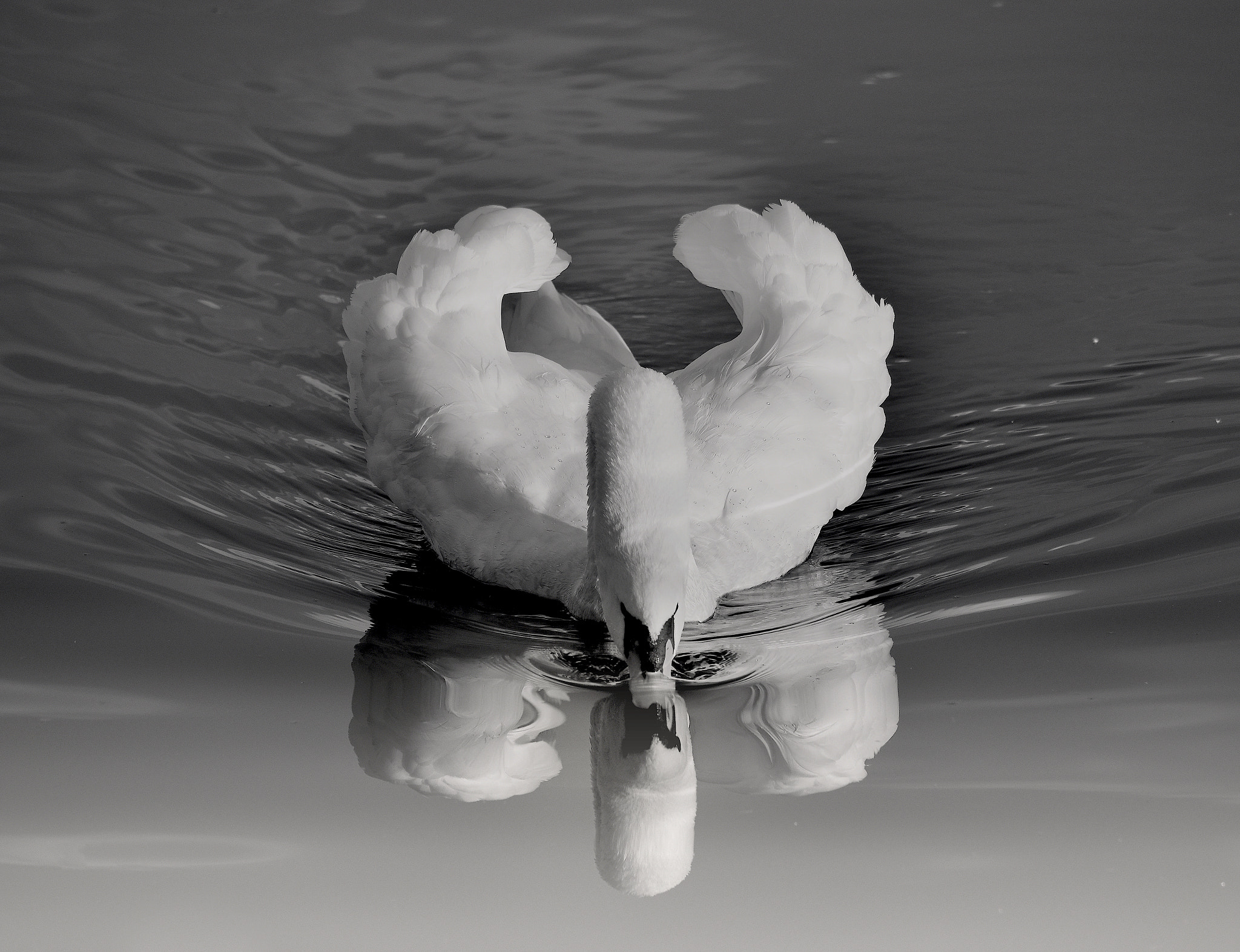 Nikon D800 sample photo. White swan photography