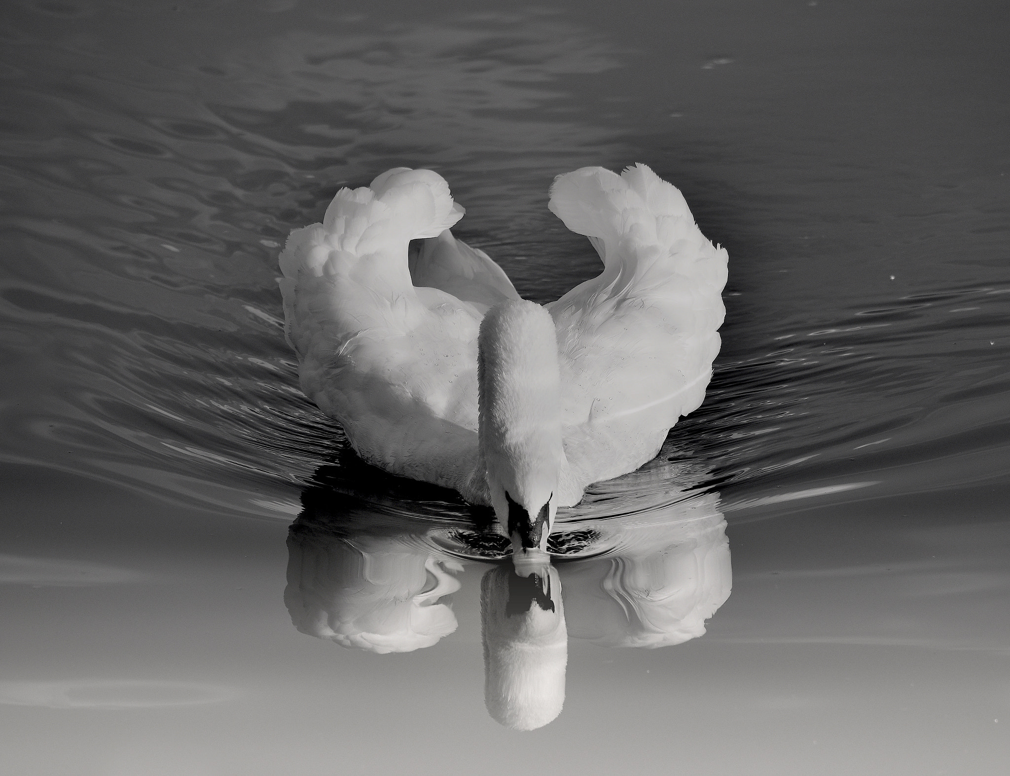 Sigma 150-500mm F5-6.3 DG OS HSM sample photo. White swan photography