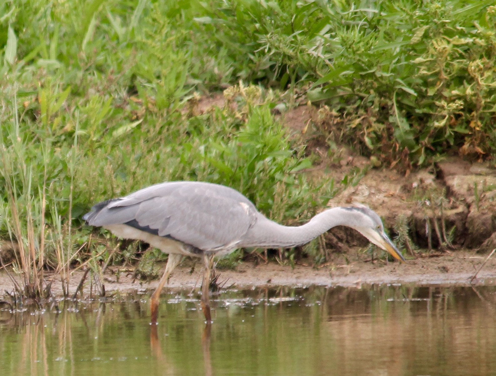 Canon 150-500mm sample photo