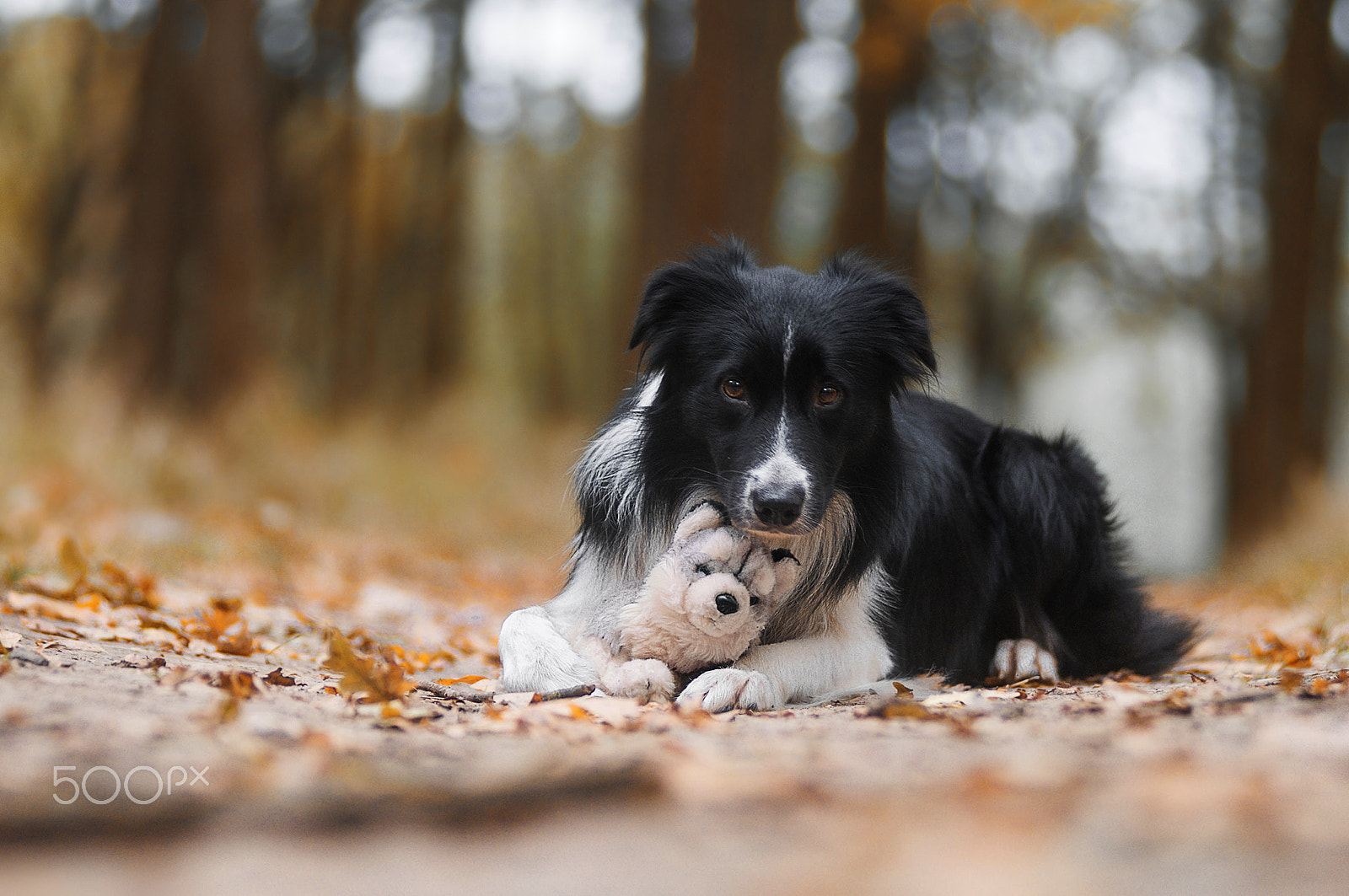 Nikon AF-Nikkor 80-200mm F2.8D ED sample photo. Dogs photography