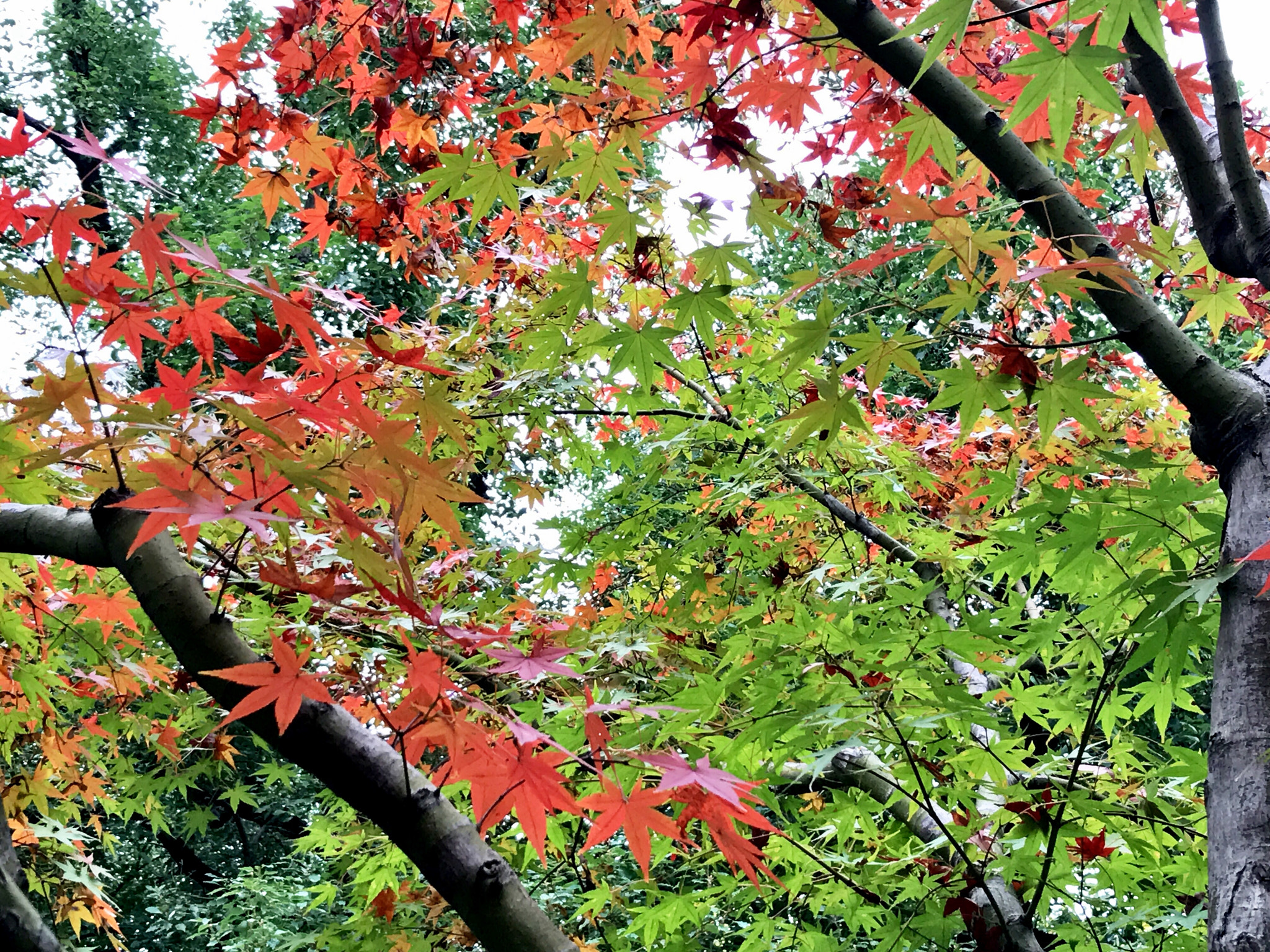 Apple iPhone9,1 sample photo. Maple trees 槭树 photography
