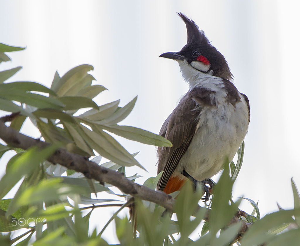 Canon EOS 600D (Rebel EOS T3i / EOS Kiss X5) + Tamron SP 150-600mm F5-6.3 Di VC USD sample photo. Red vented bulbul. photography