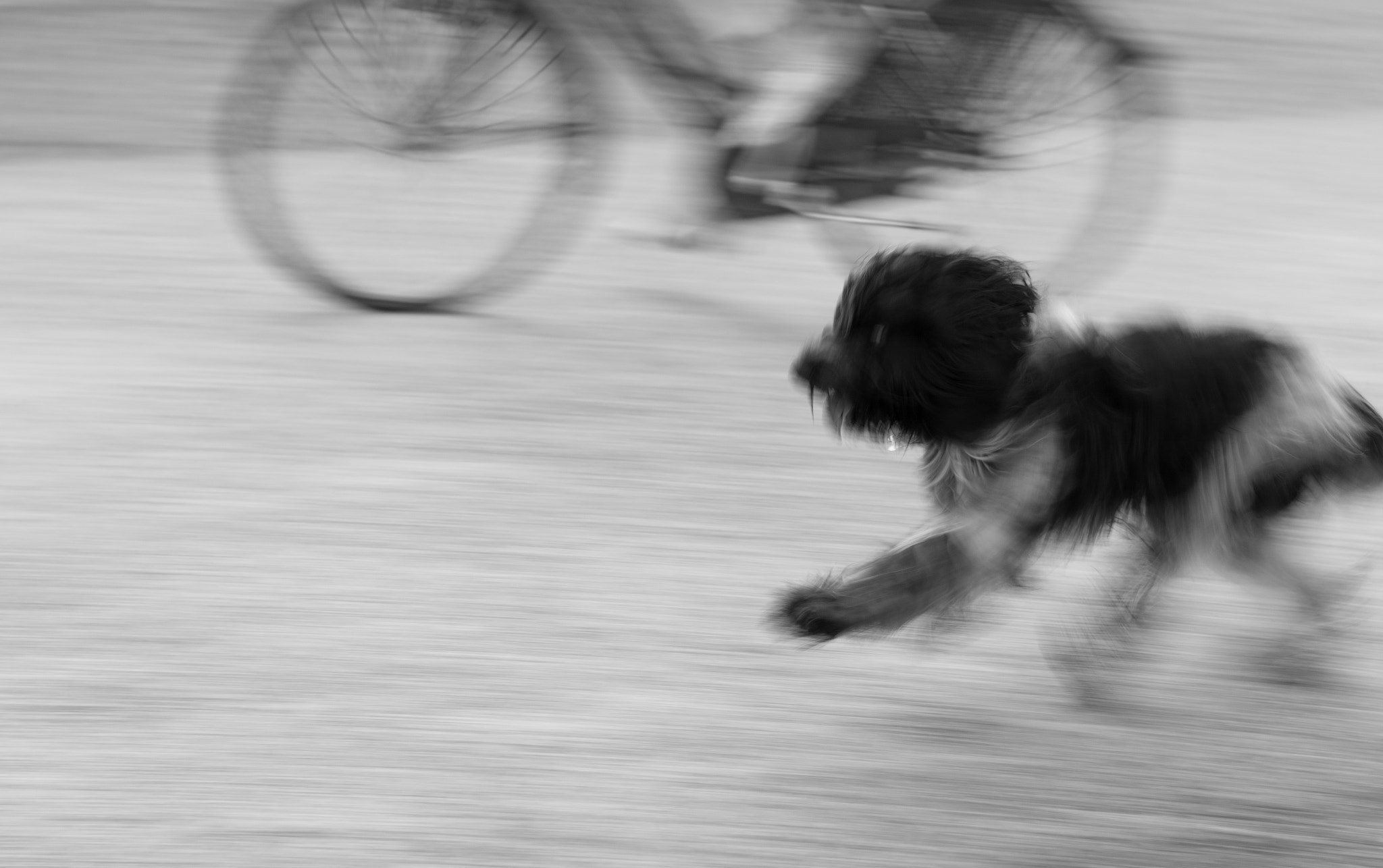Canon EF 50mm F1.2L USM sample photo. A running dog photography